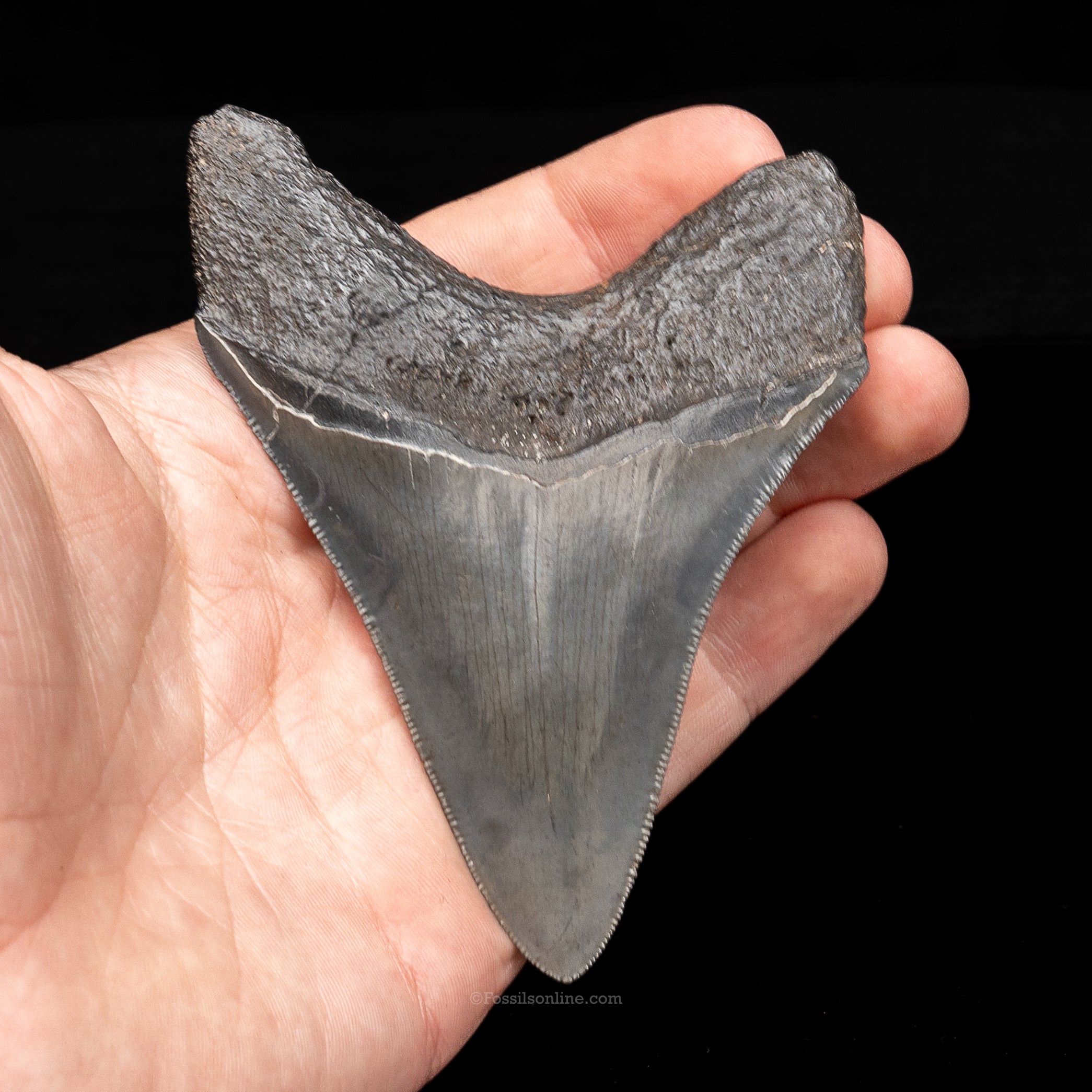 South Carolina Megalodon 4.01"