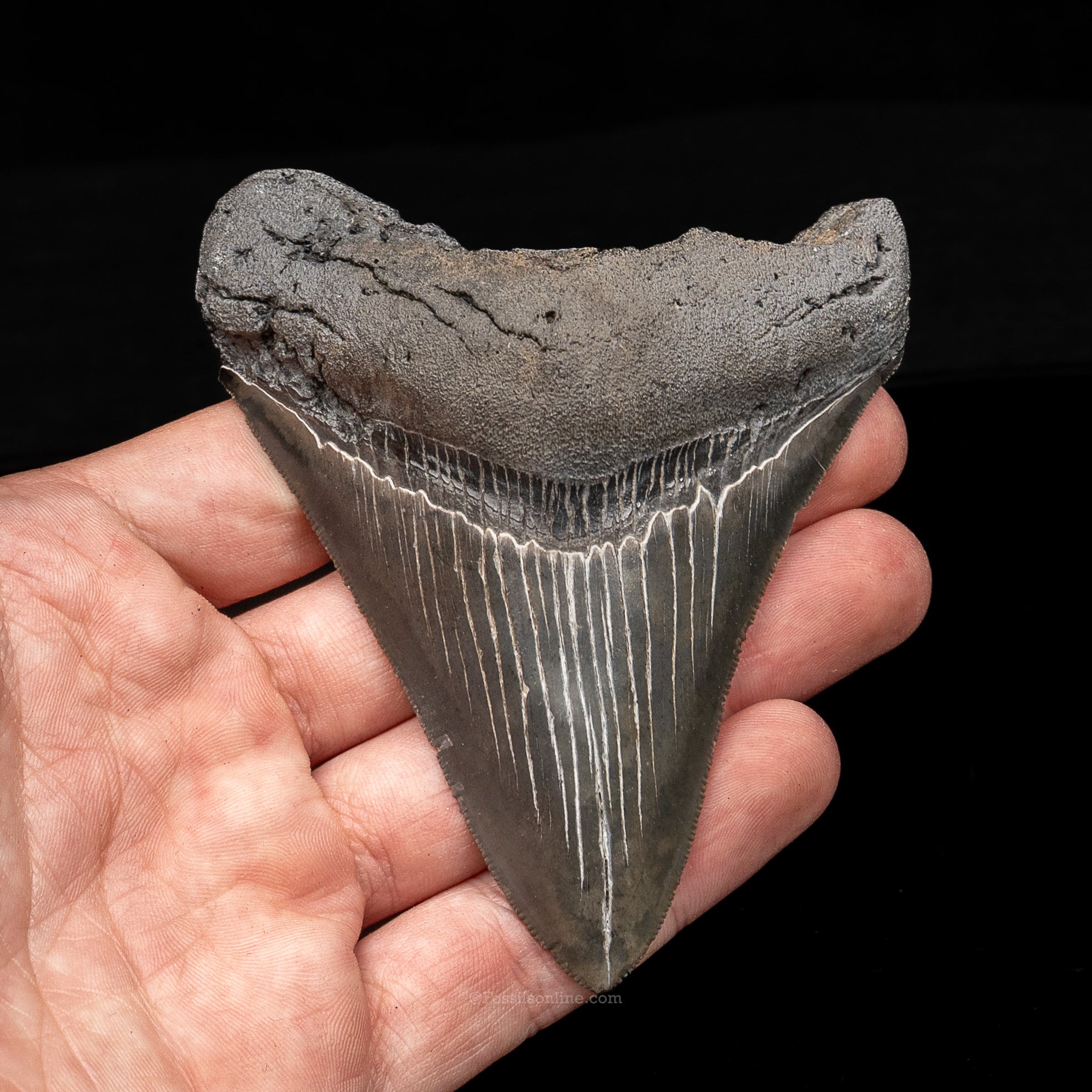 South Carolina Megalodon 3.81"