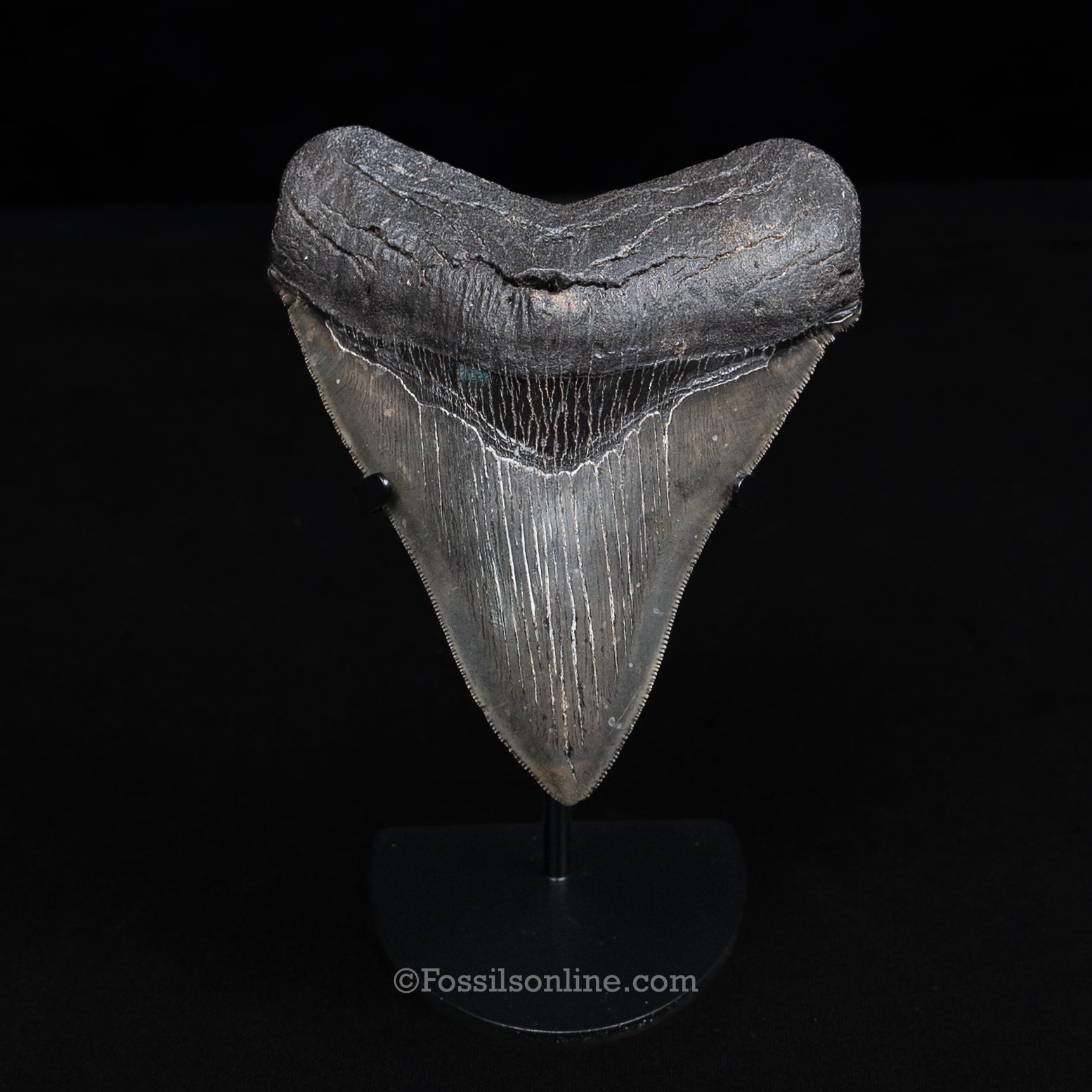 GENUINE PREHISTORIC FOSSIL TOOTH — MEG 4.77", South Carolina