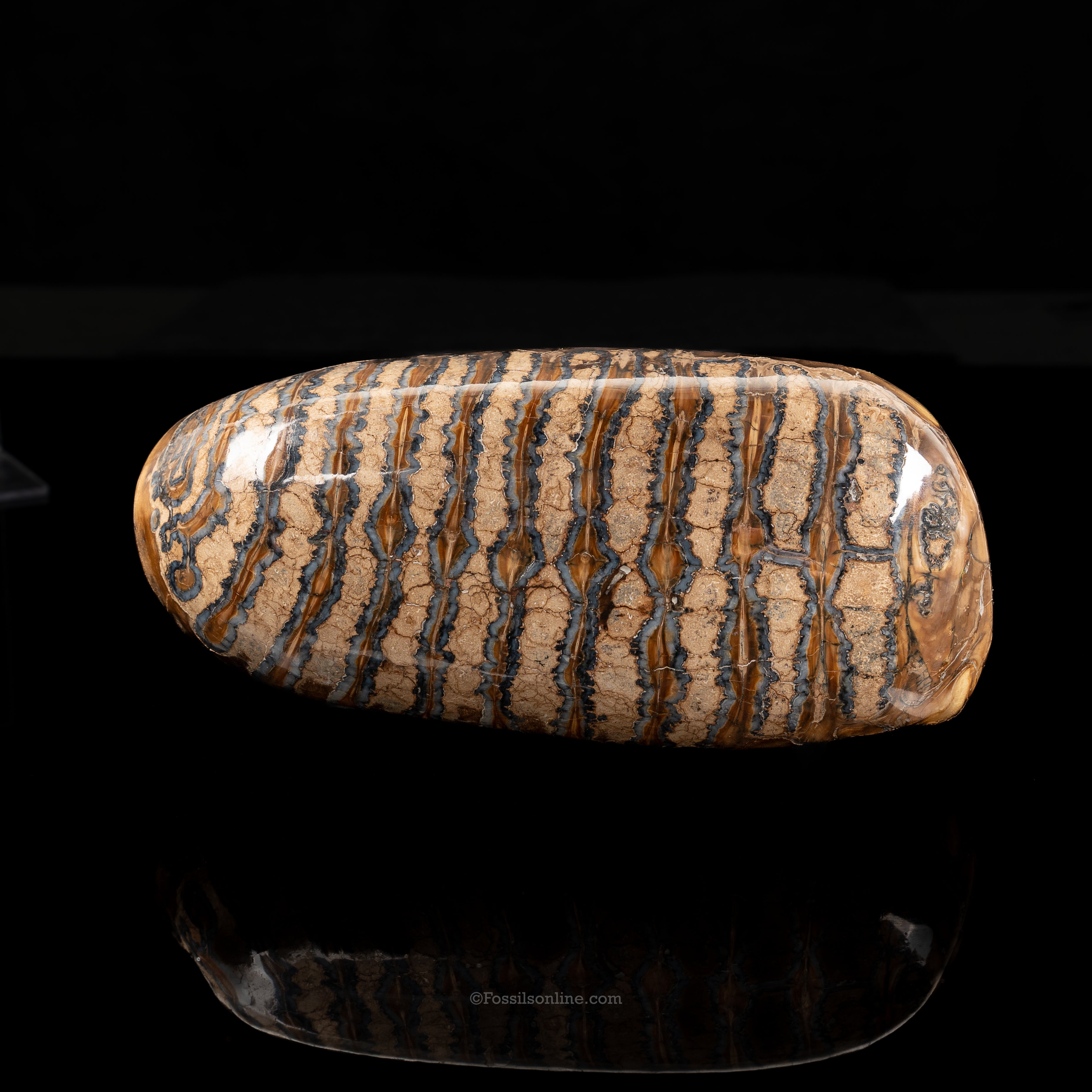Polished Woolly Mammoth Tooth