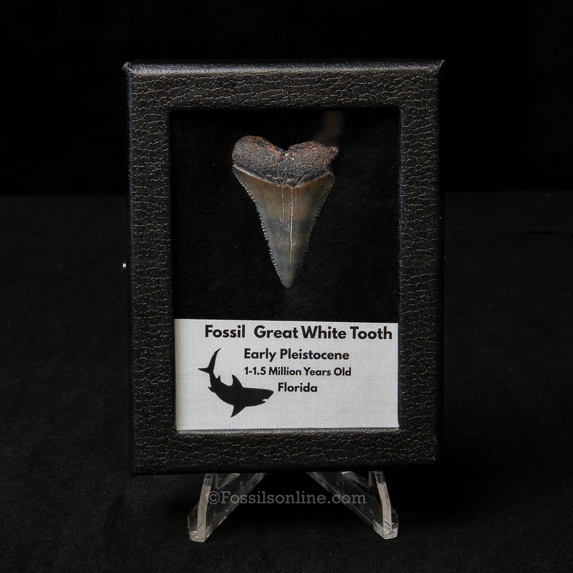 Florida Fossil Great White Tooth in Display Case