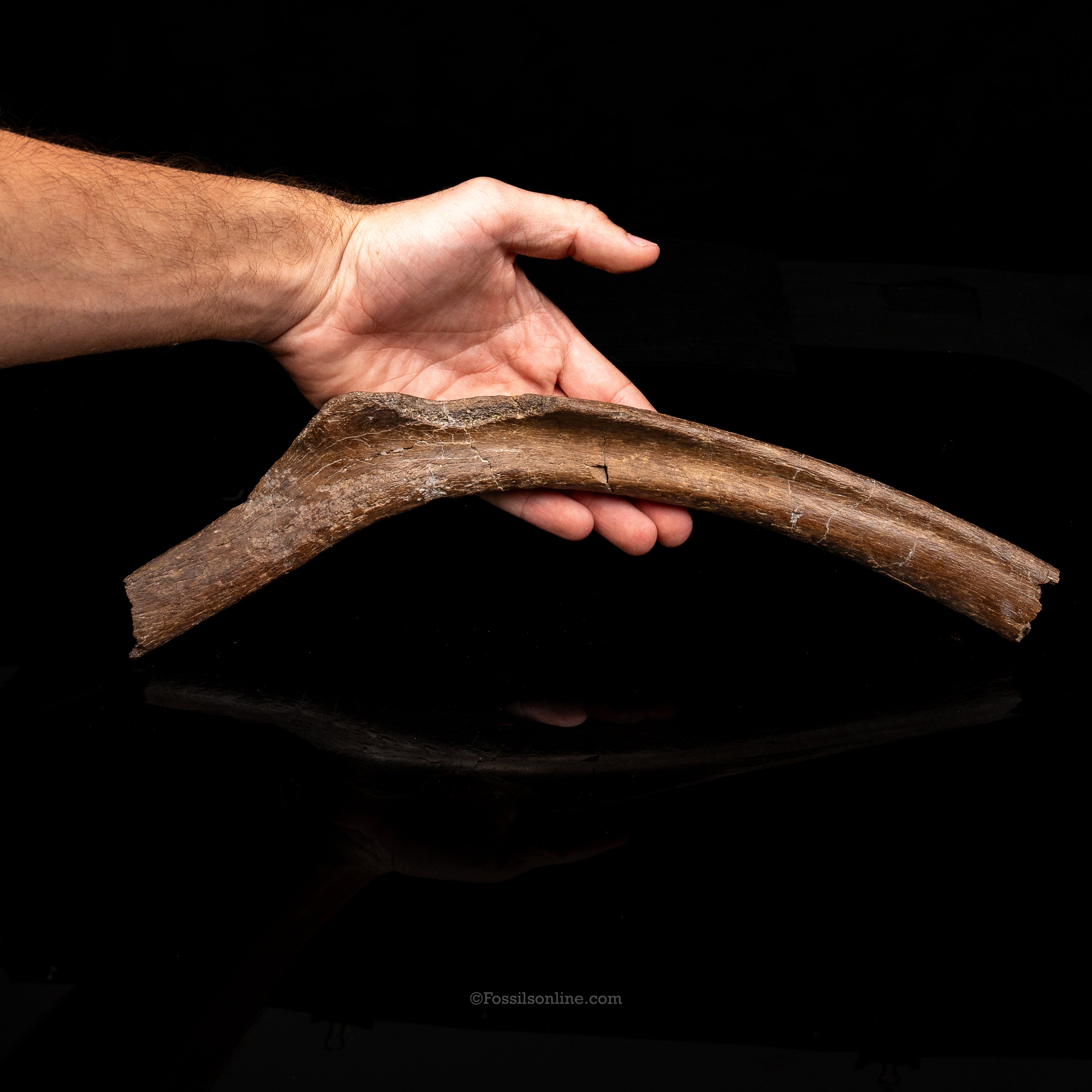Large Dinosaur Rib