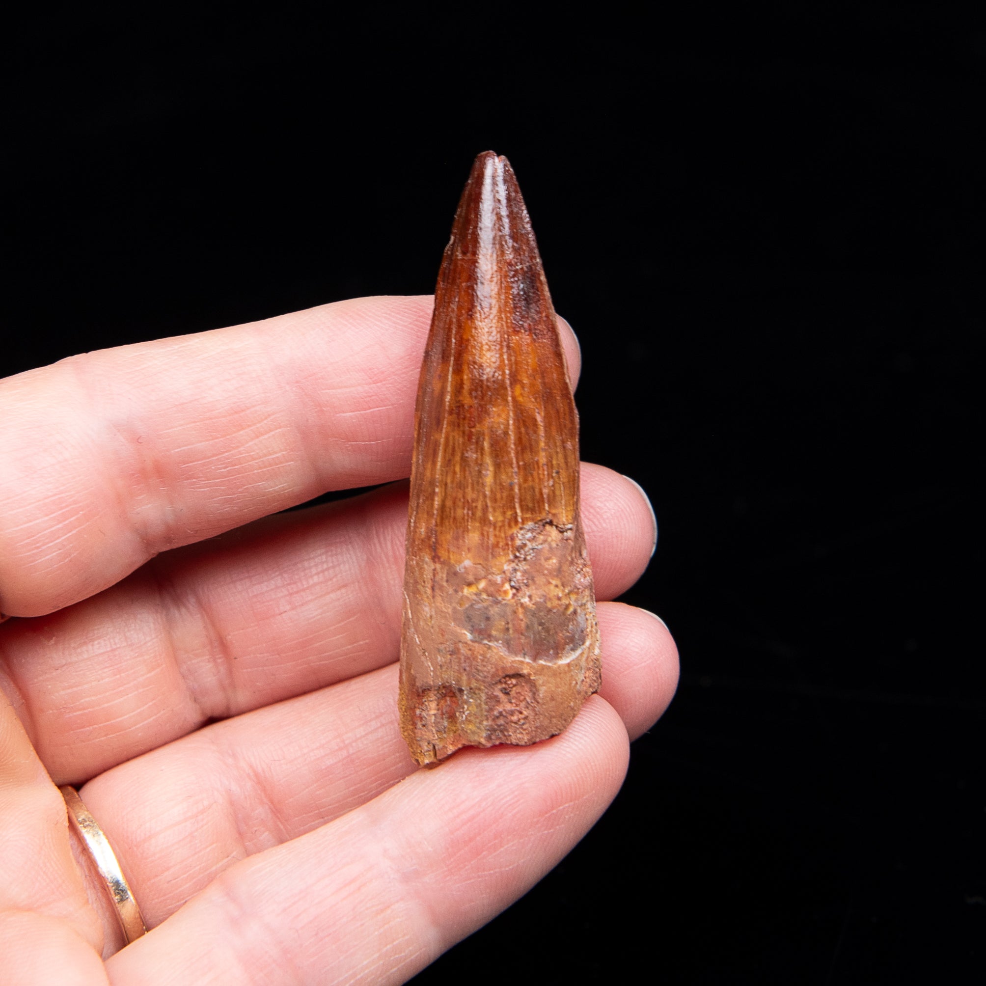 Premium Spinosaurus Dinosaur Tooth Med Case