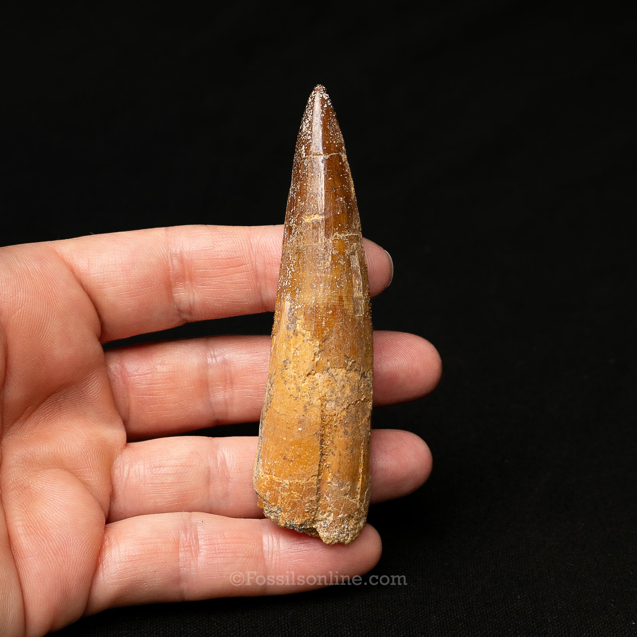 Spinosaurus Dinosaur Tooth in Lg Case