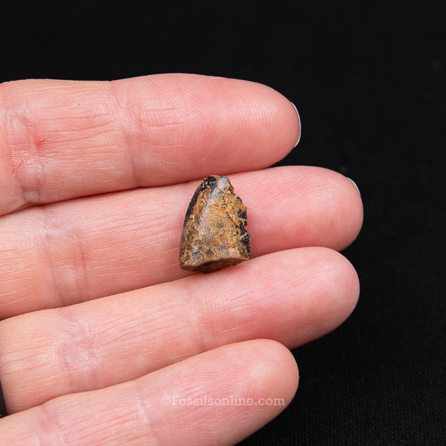 Authentic Nanotyrannus tooth in a Case Lance Formation, Wyoming