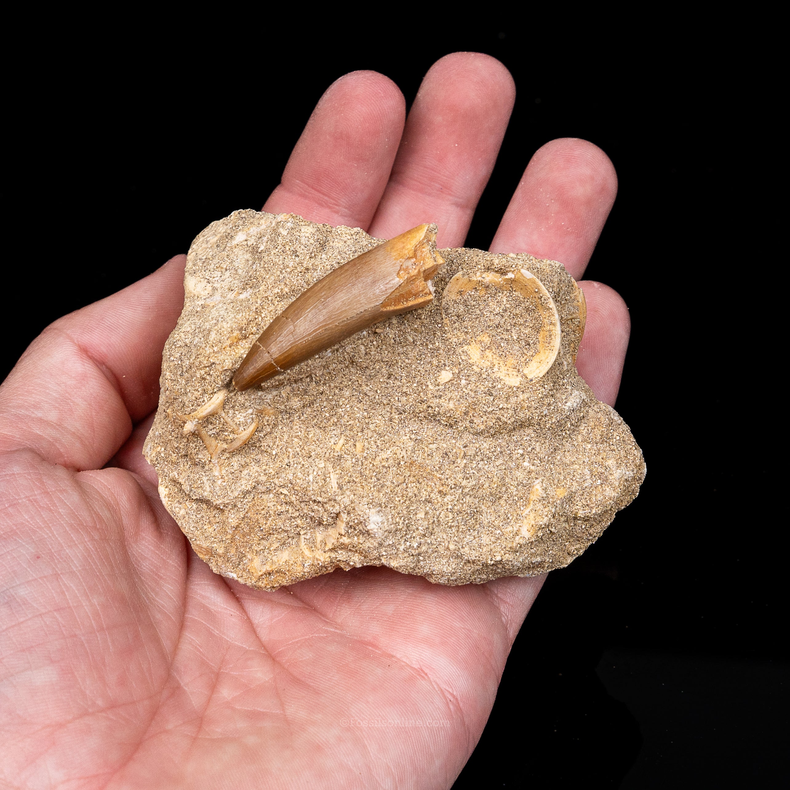 Plesiosaur Tooth in matrix