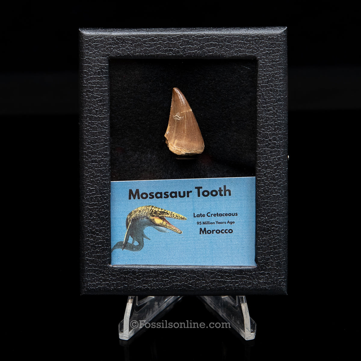 Mosasaur Tooth in sm case