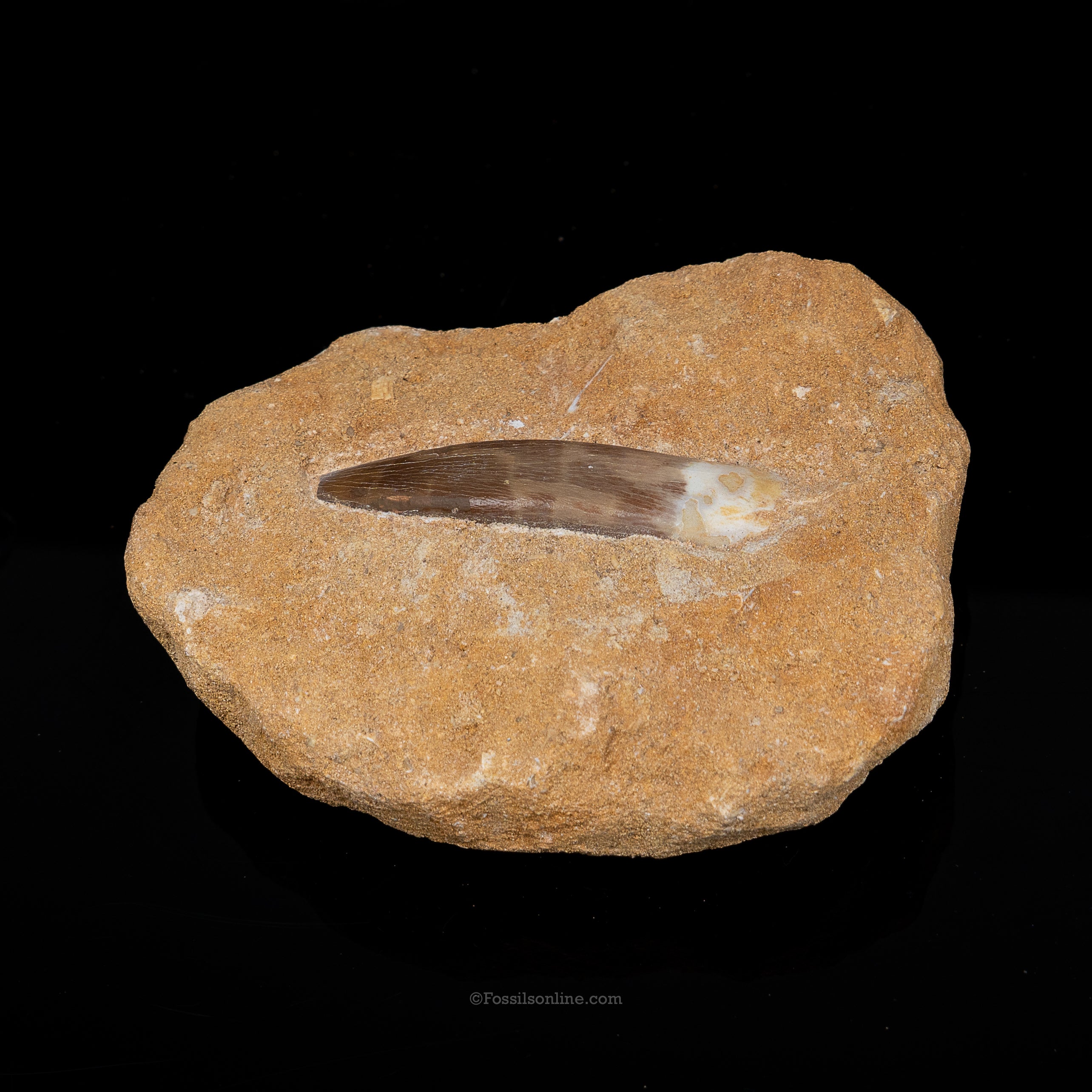 Plesiosaur Tooth in matrix