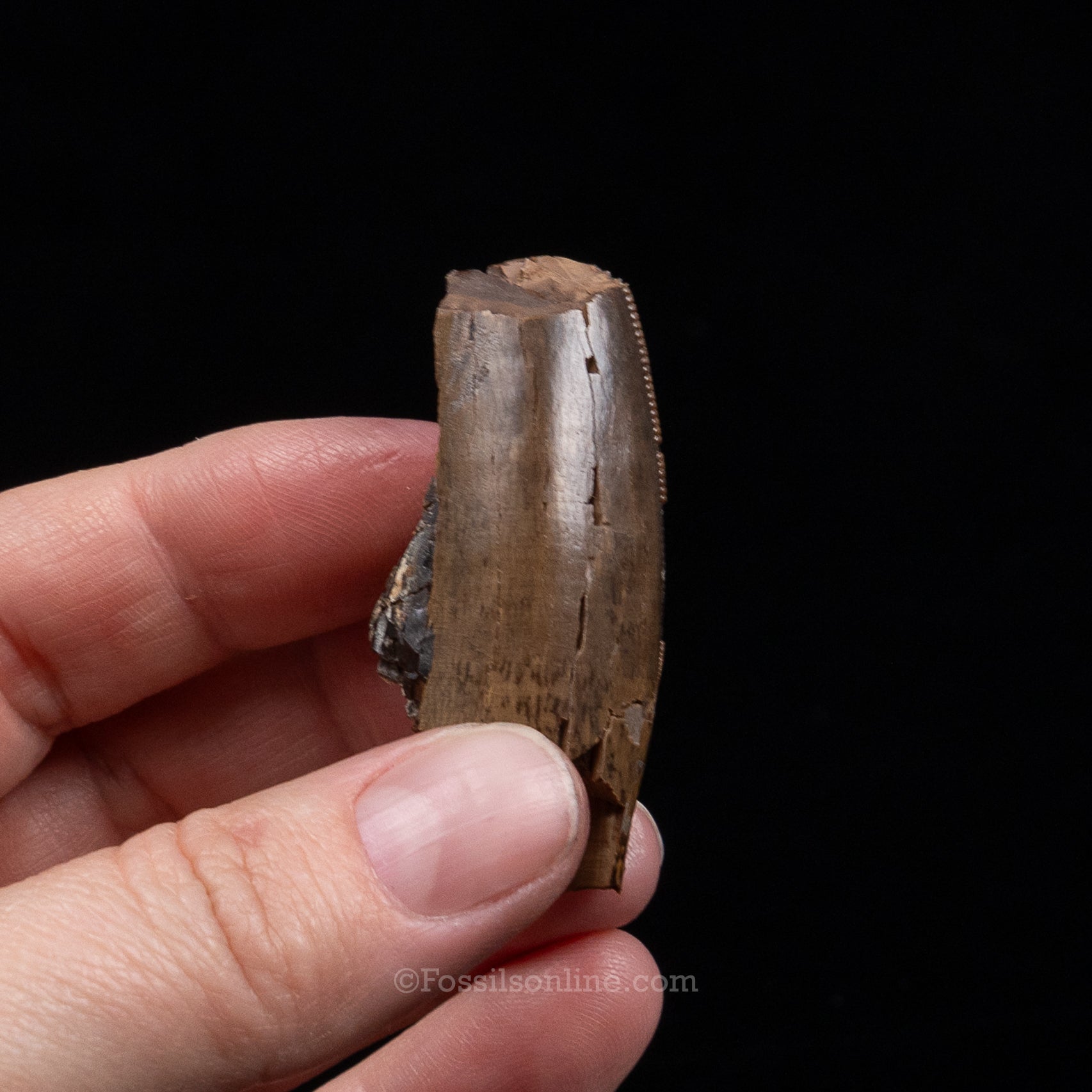 Tyrannosaurus rex Tooth Fragment