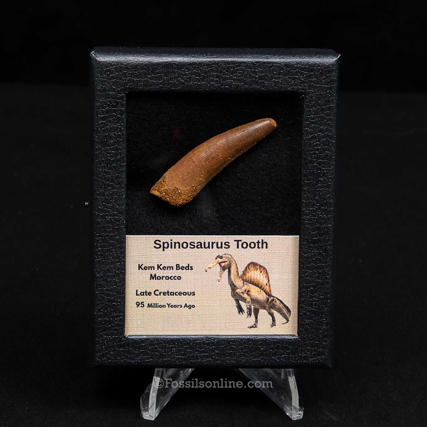 Spinosaurus Dinosaur Tooth Sm Case