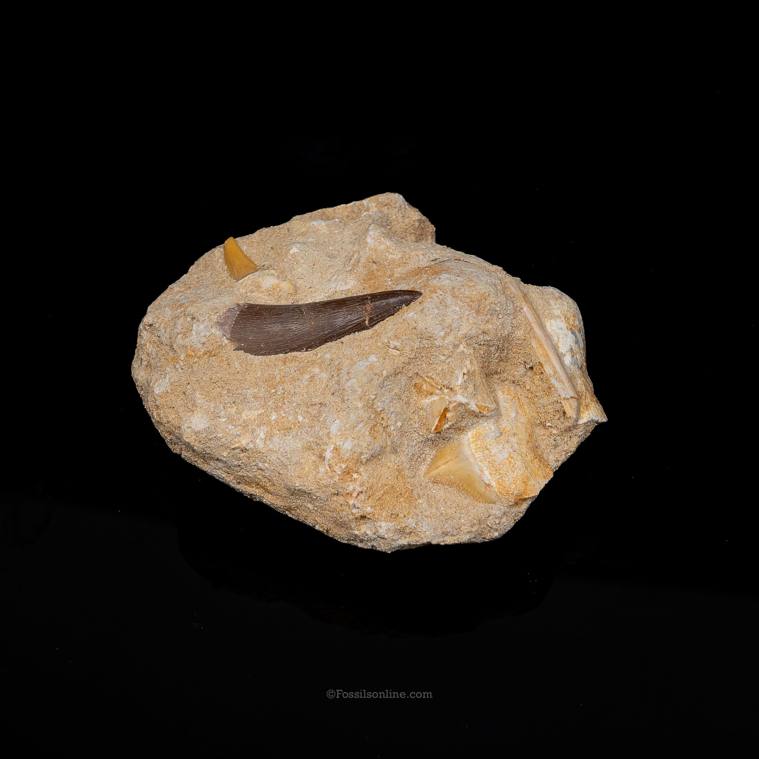 Plesiosaur tooth in Original Matrix