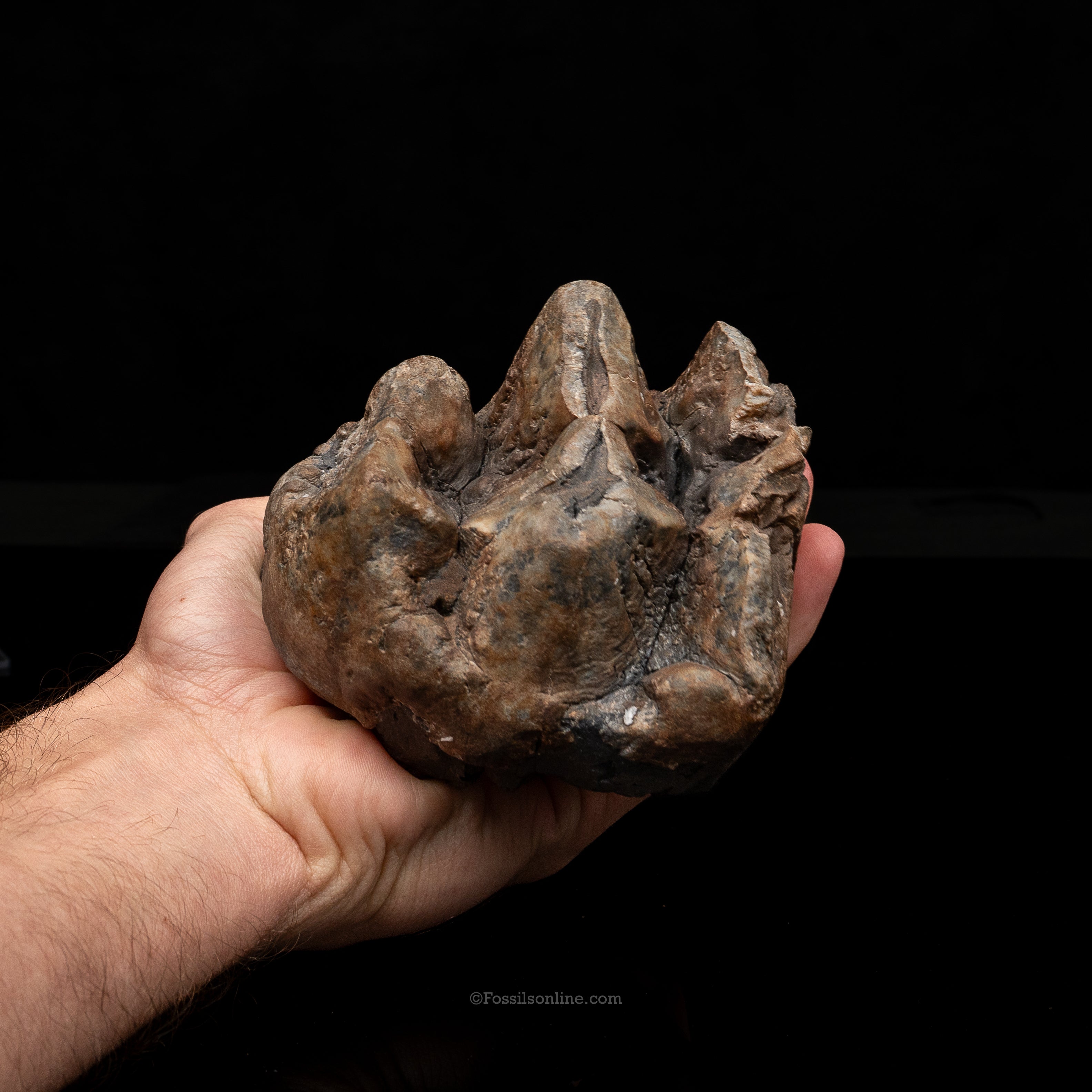 Mastodon Tooth w/stand