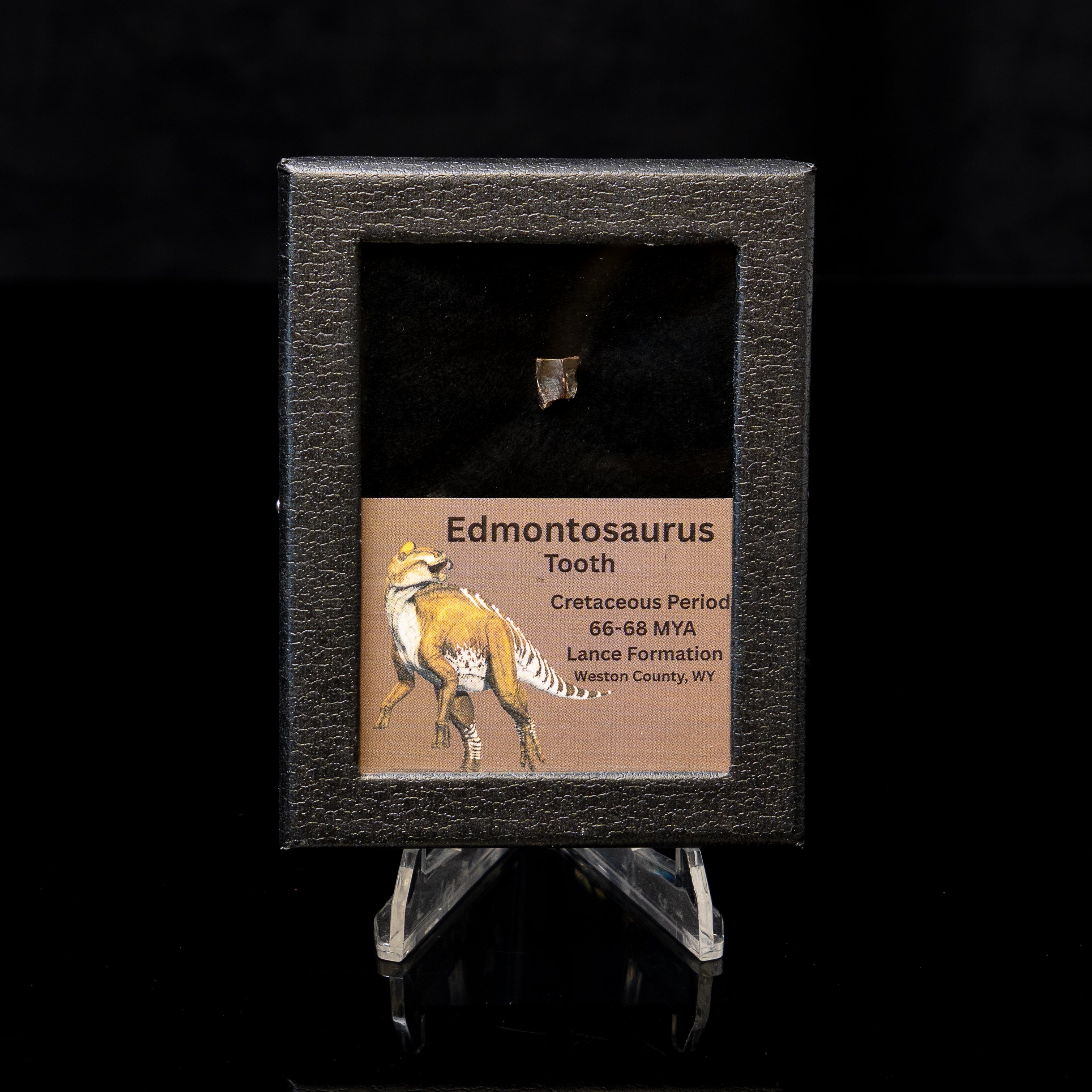 Edmontosaurus Tooth Sm Case