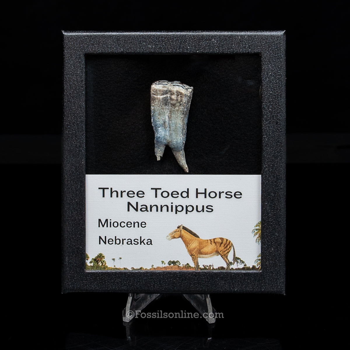 Three Toed Horse Tooth in a Med Case