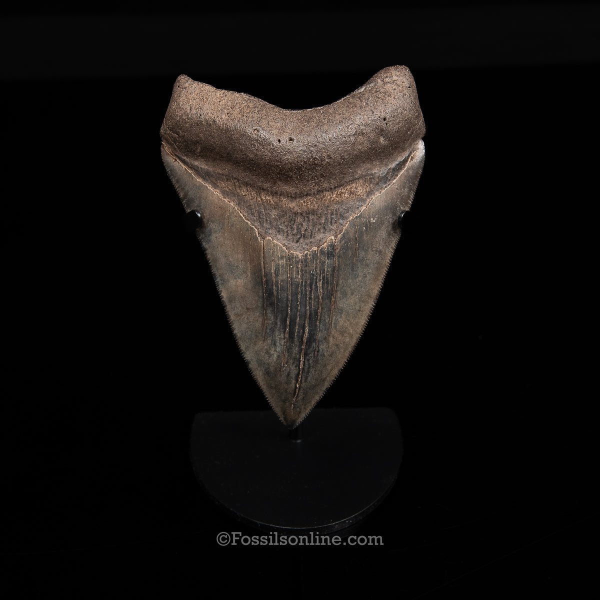 Genuine Prehistoric Fossil Tooth — Meg 4.39", Peace River FL