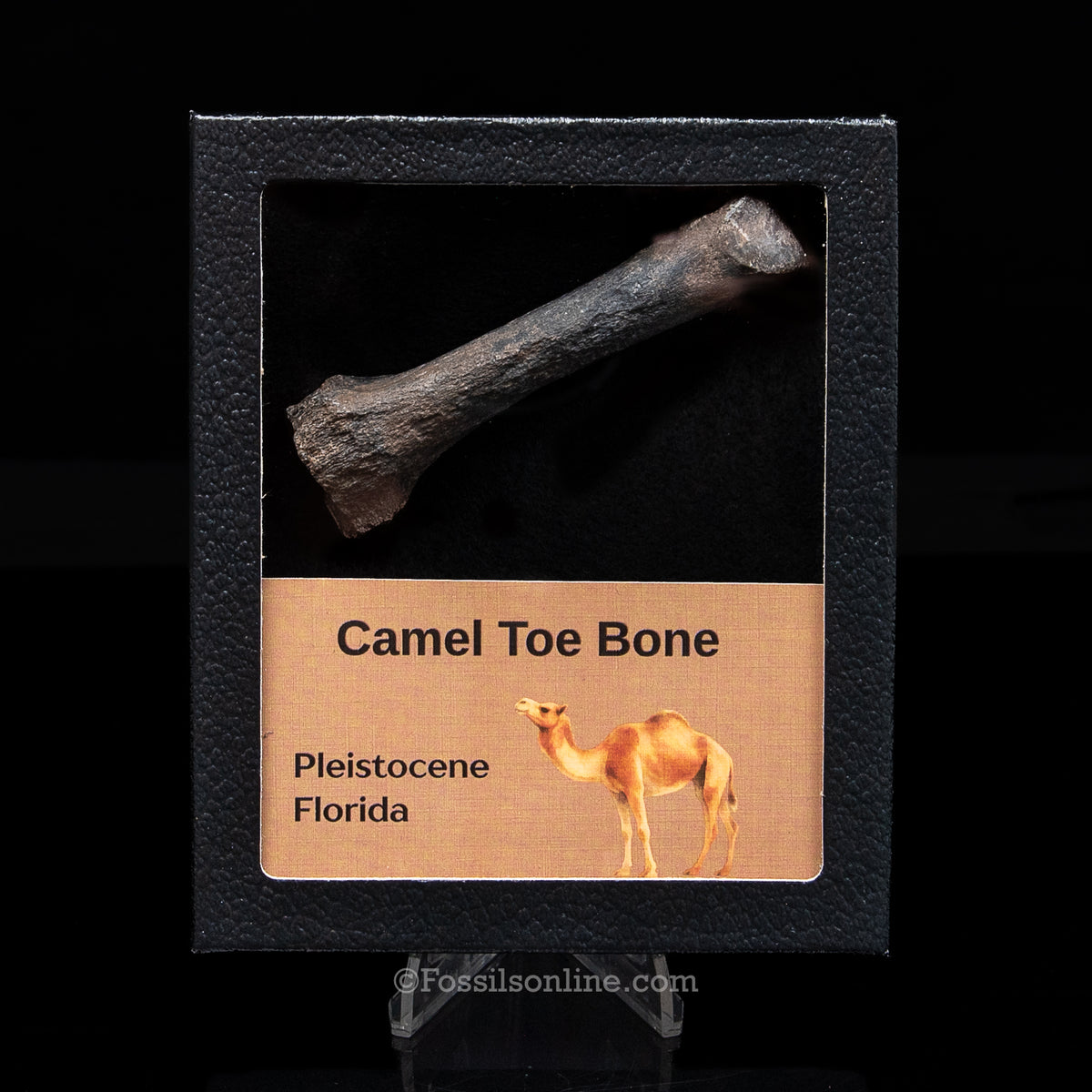 Camel Toe Bone in a Med Case