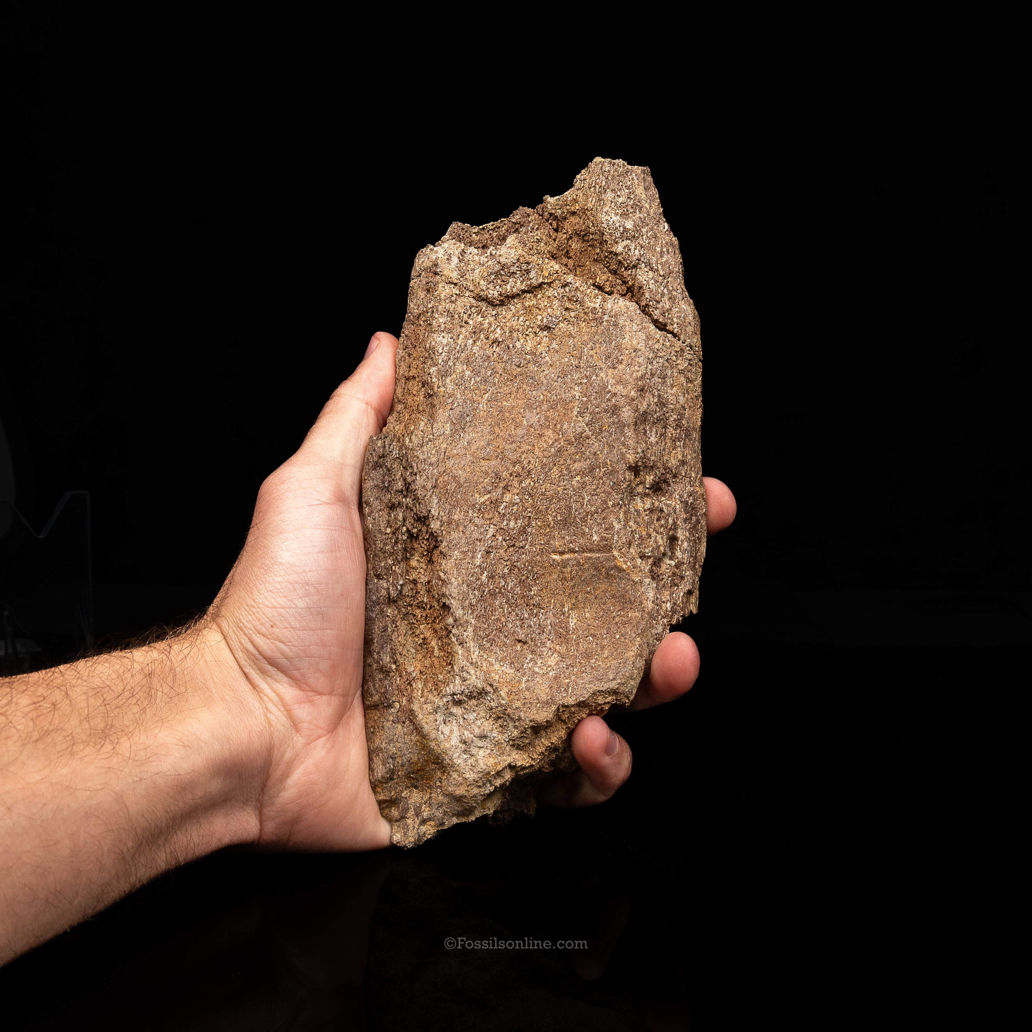 Triceratops  Horn Fragment on Stand