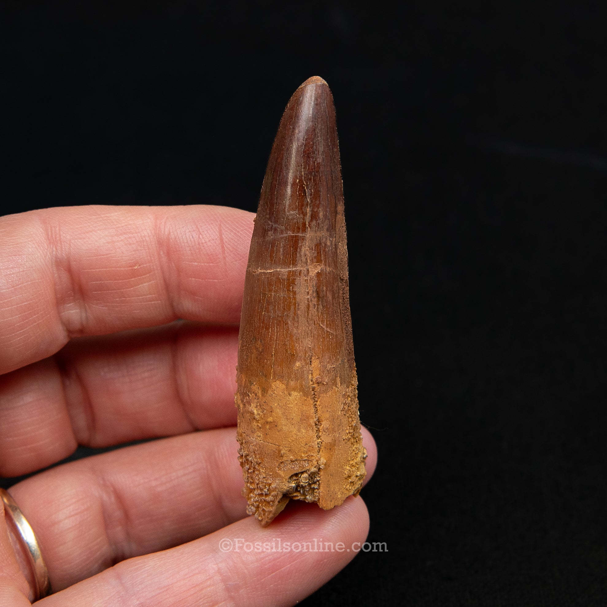 Spinosaurus Dinosaur Tooth Med Case