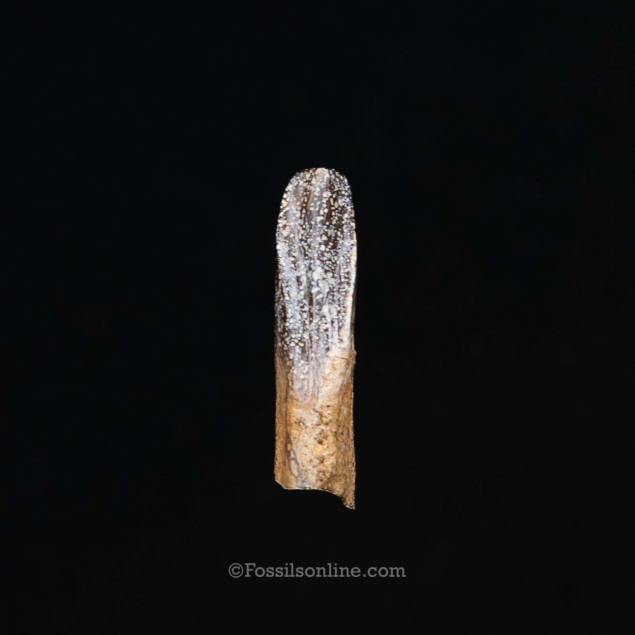 Authentic Nanotyrannus Premax tooth in a Case Lance Formation, Wyoming