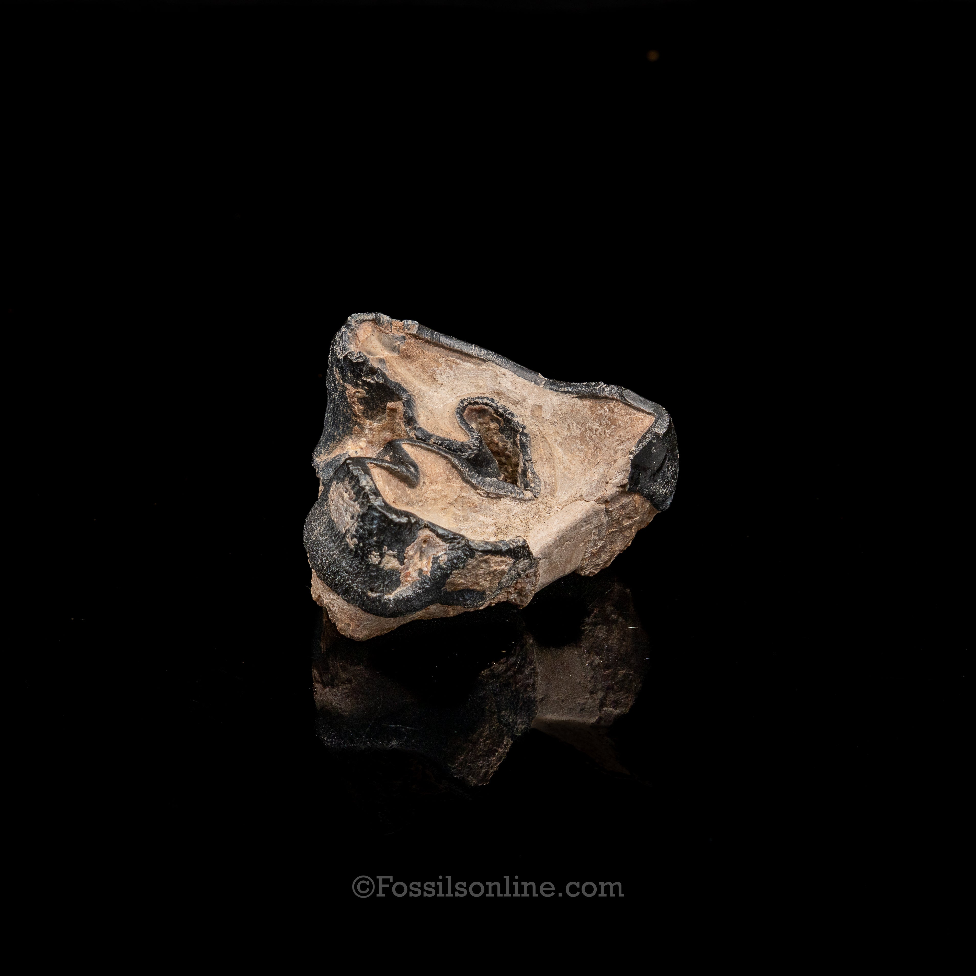 Bone Valley Rhino tooth