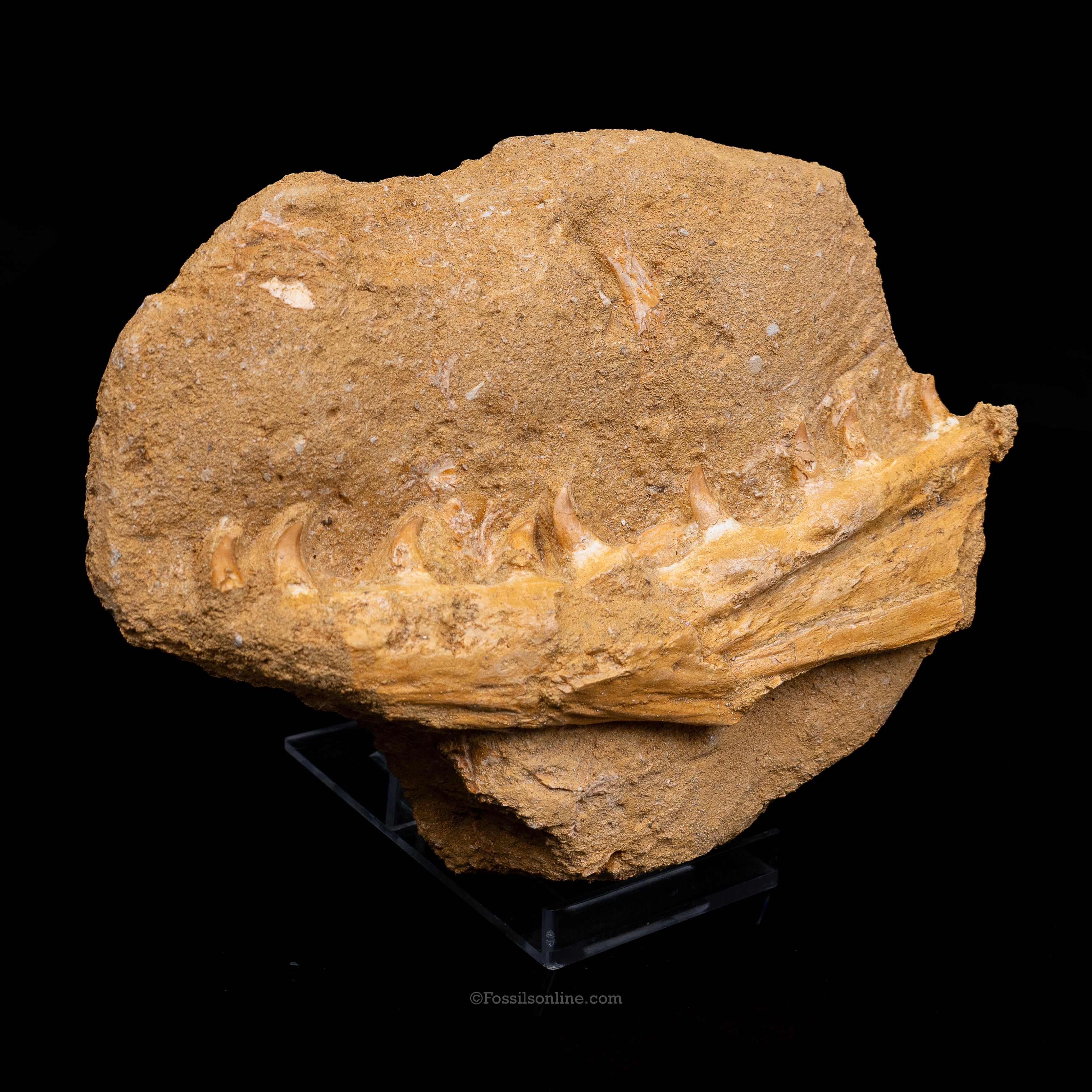 Mosasaur Jaw in Matrix