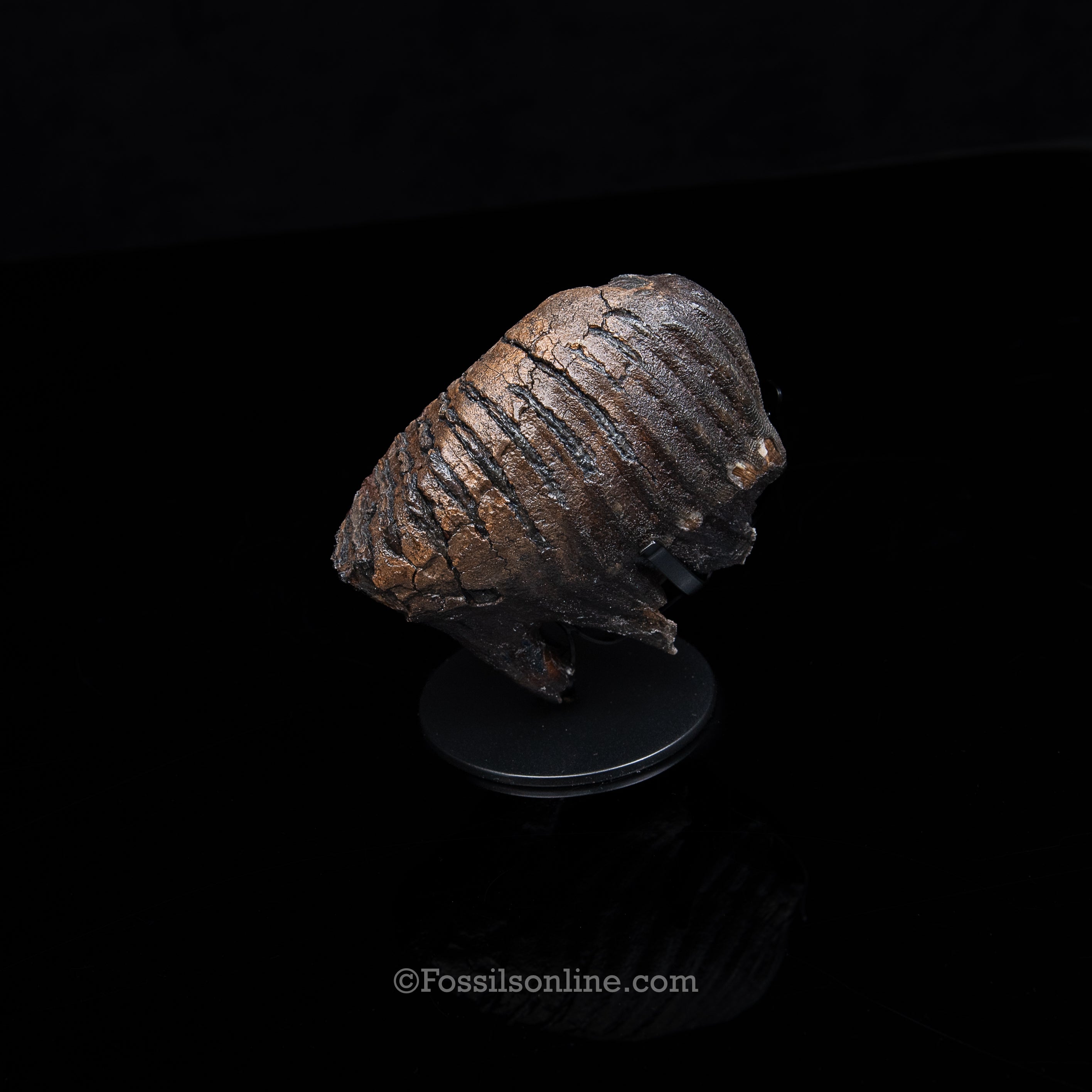 Juvenile Woolly Mammoth Tooth on a Display Stand Alaska