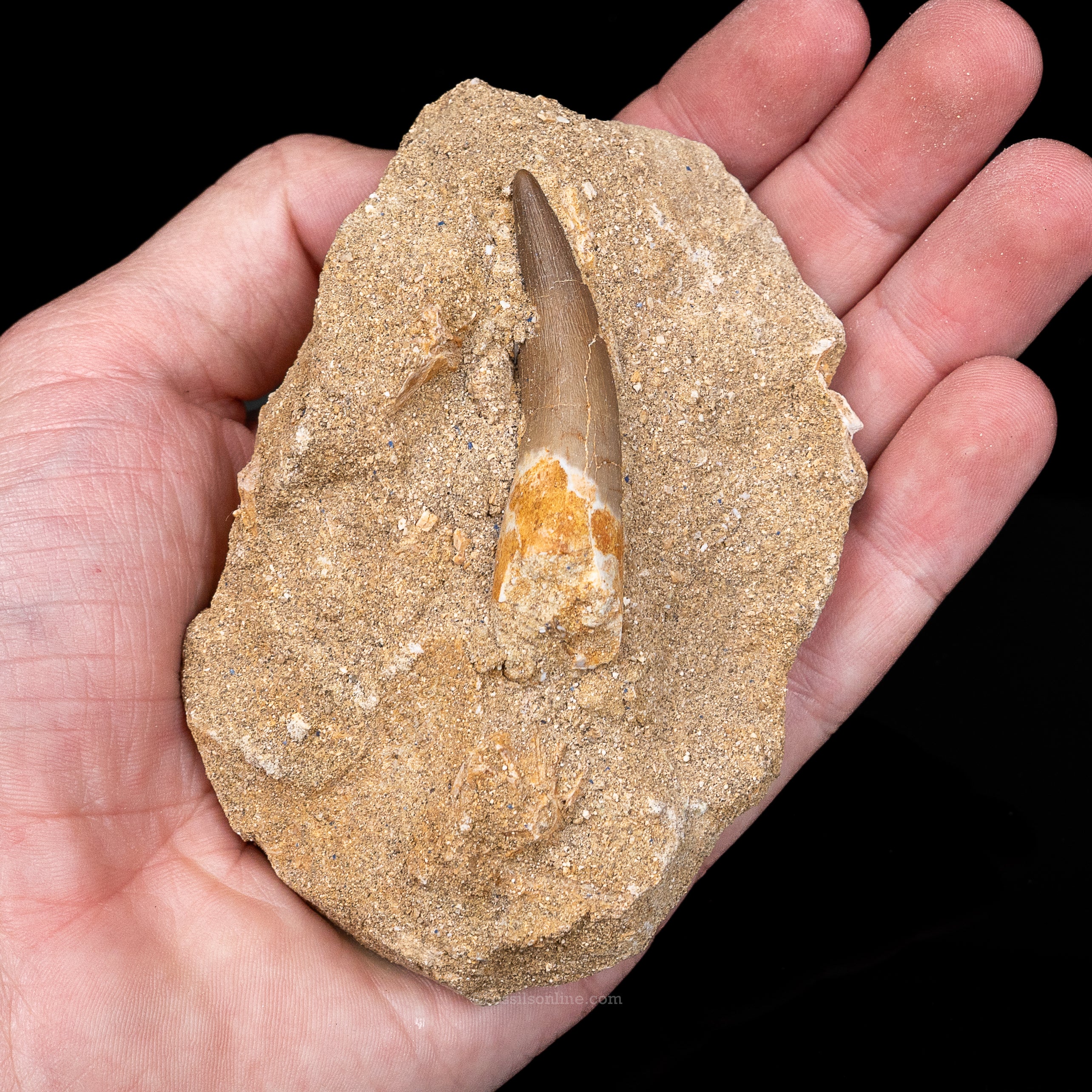 Plesiosaur Tooth in matrix