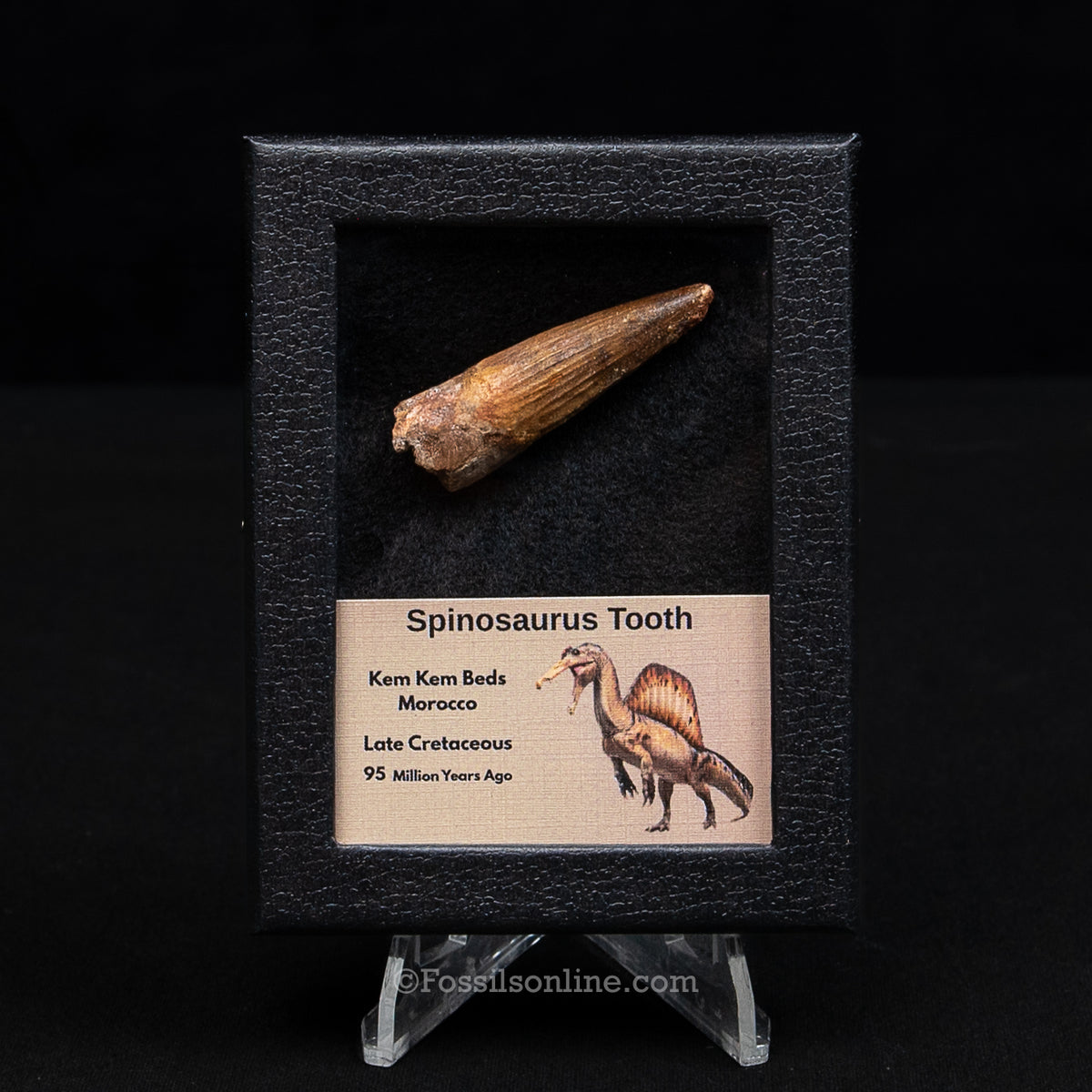 Spinosaurus Dinosaur Tooth Sm Case