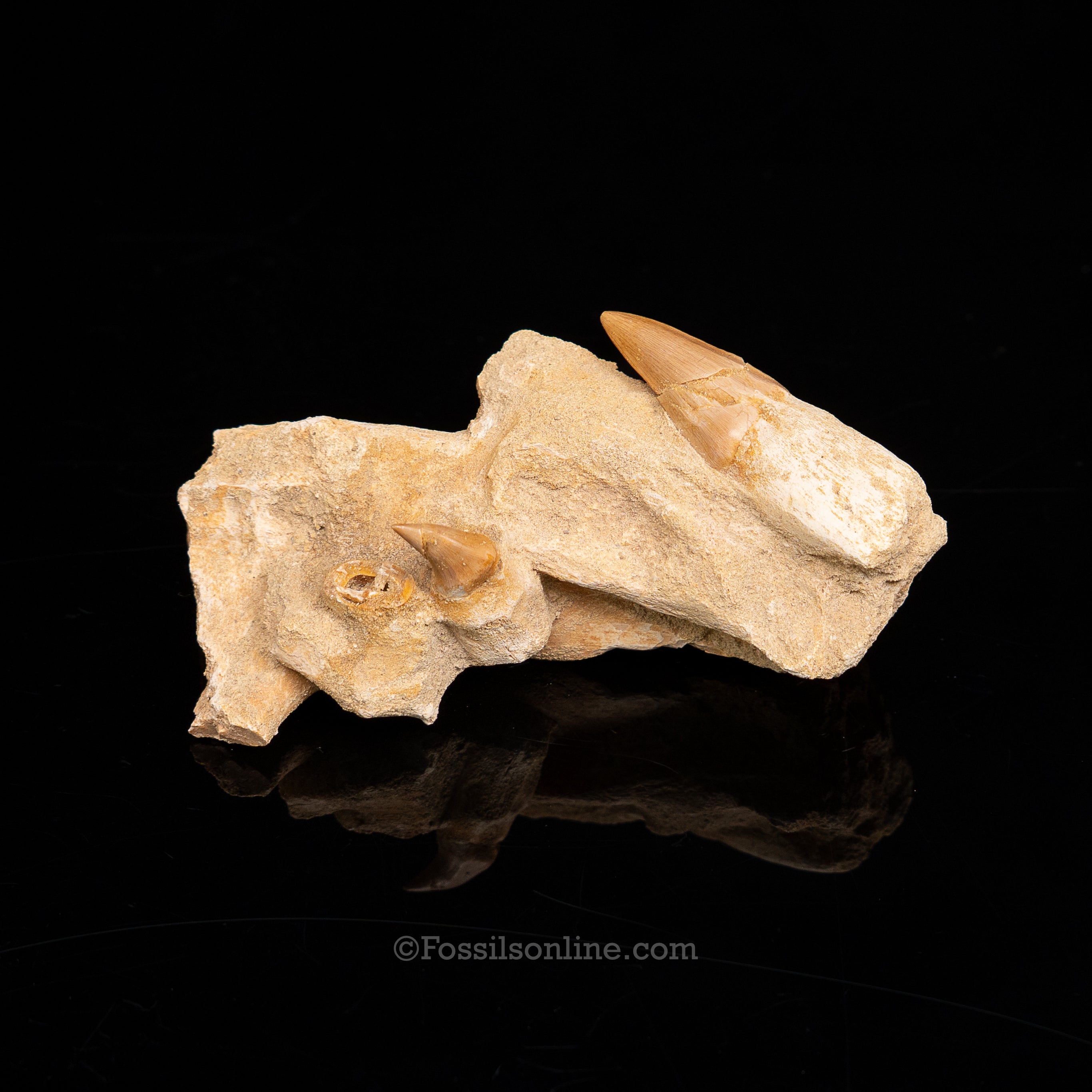 Mosasaurus Jaw in Matrix