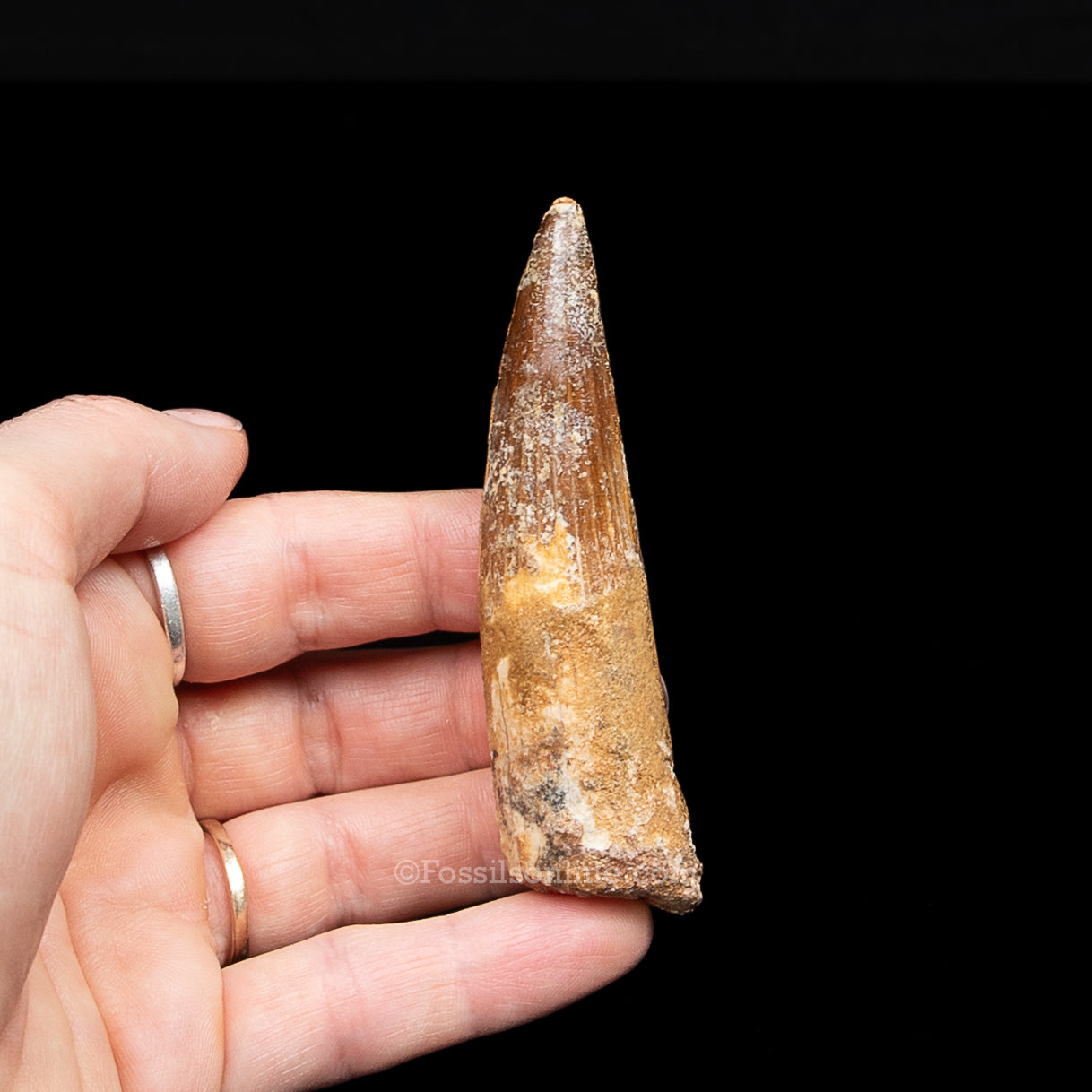 Spinosaurus Dinosaur Tooth in Lg Case