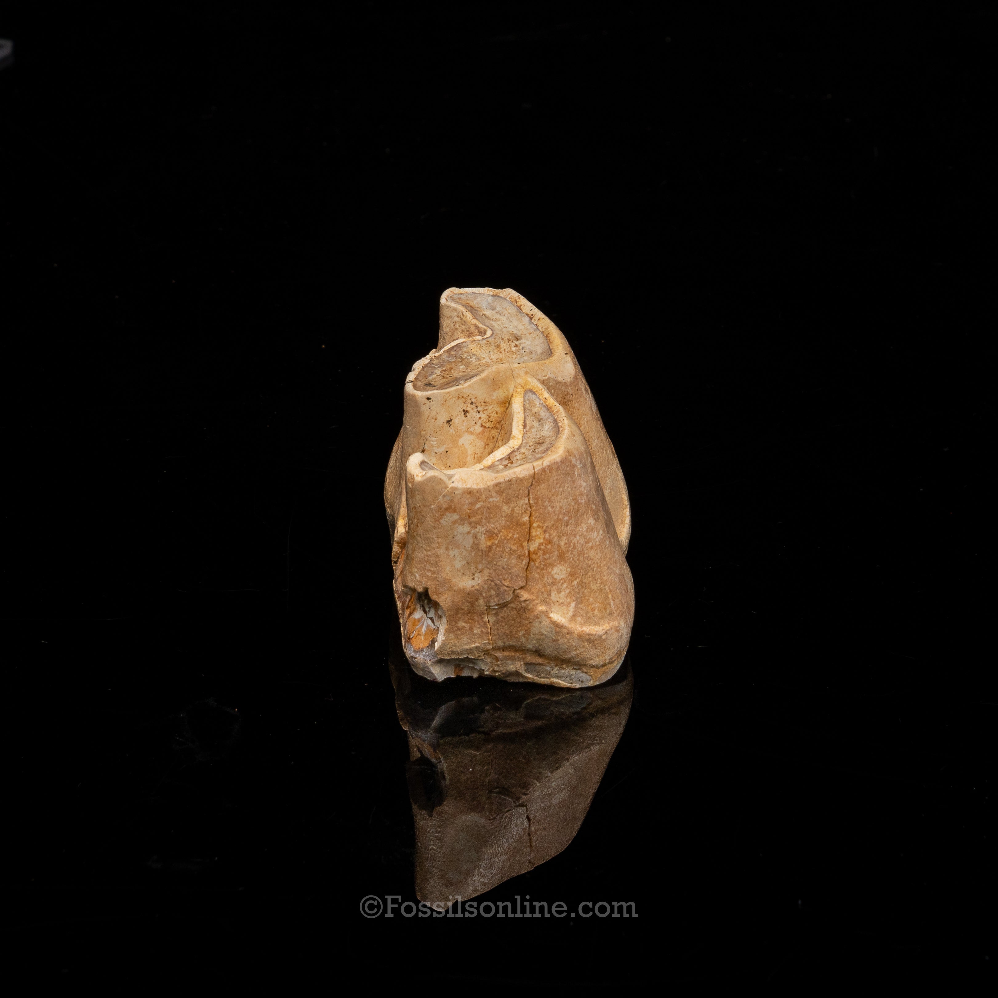 Rare Florida Fossil Rhino Tooth