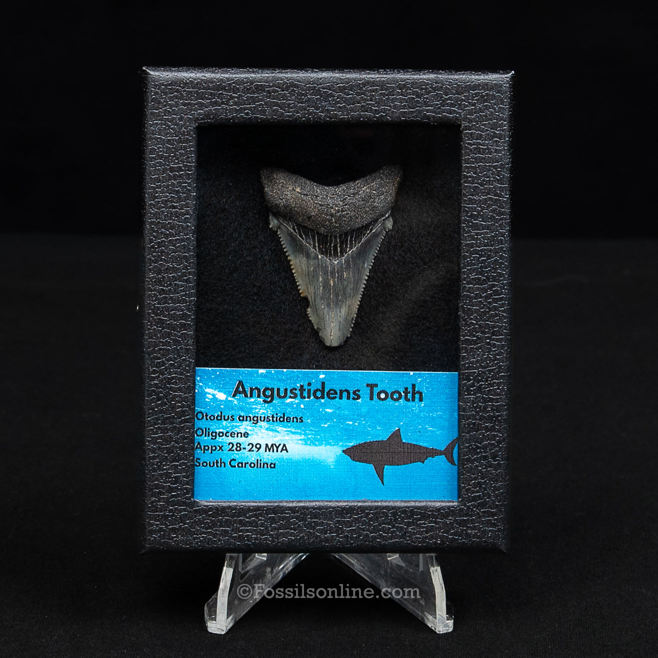 SC Angustidens Sm Case