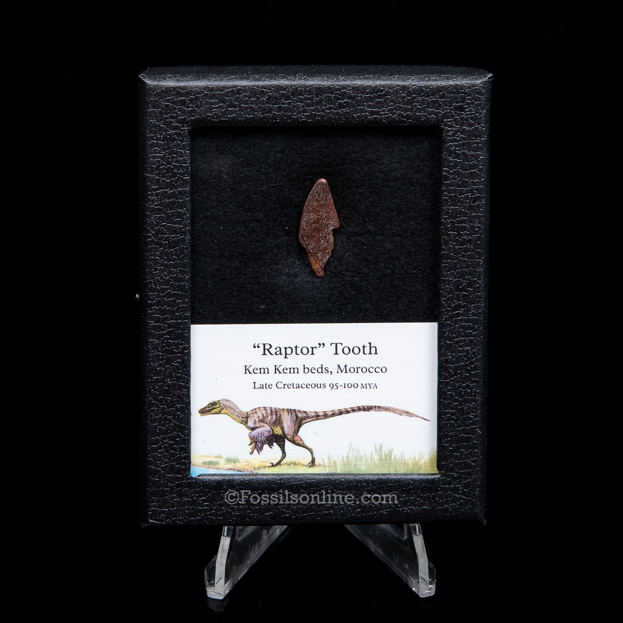Choice Theropod Dinosaur Tooth "Raptor" in a sm display case