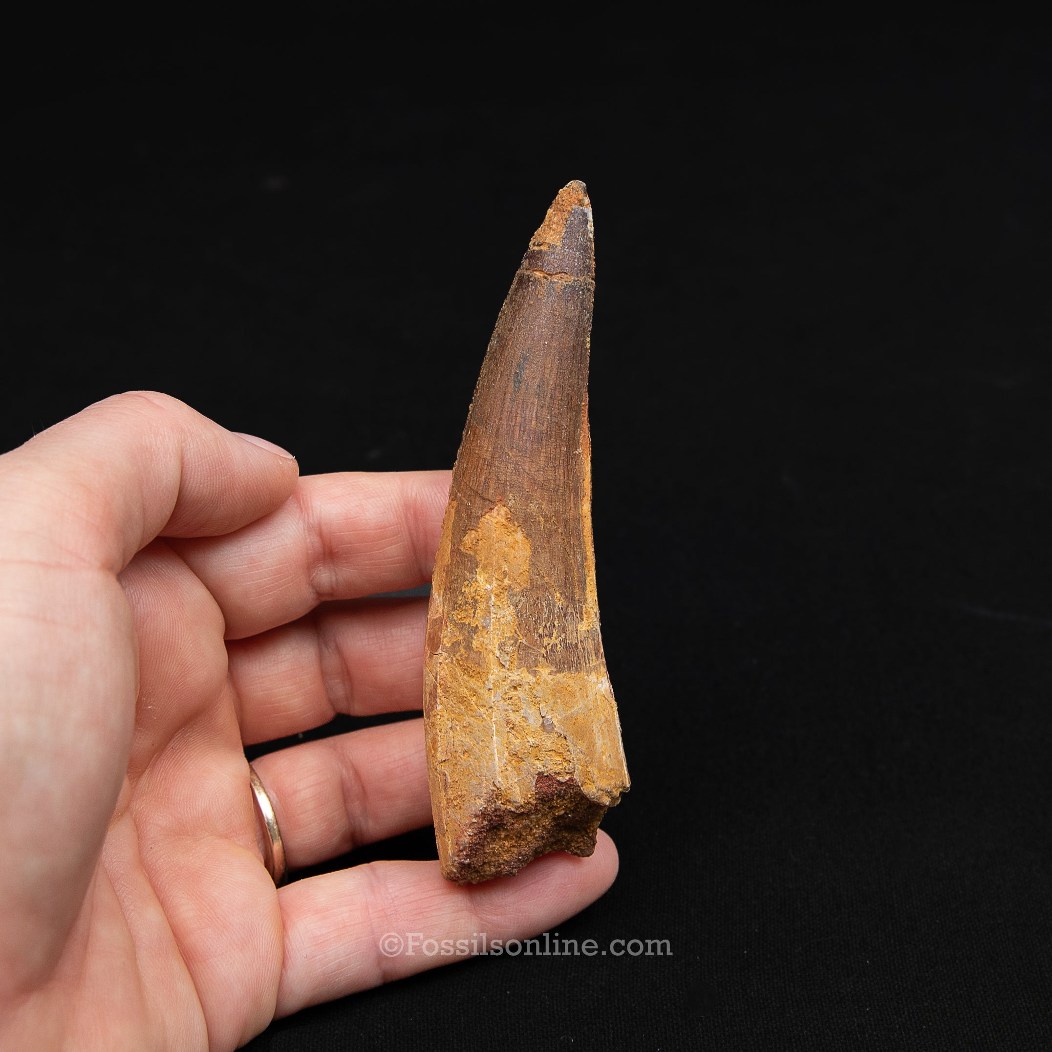 XL Spinosaurus Dinosaur Tooth Lg Case
