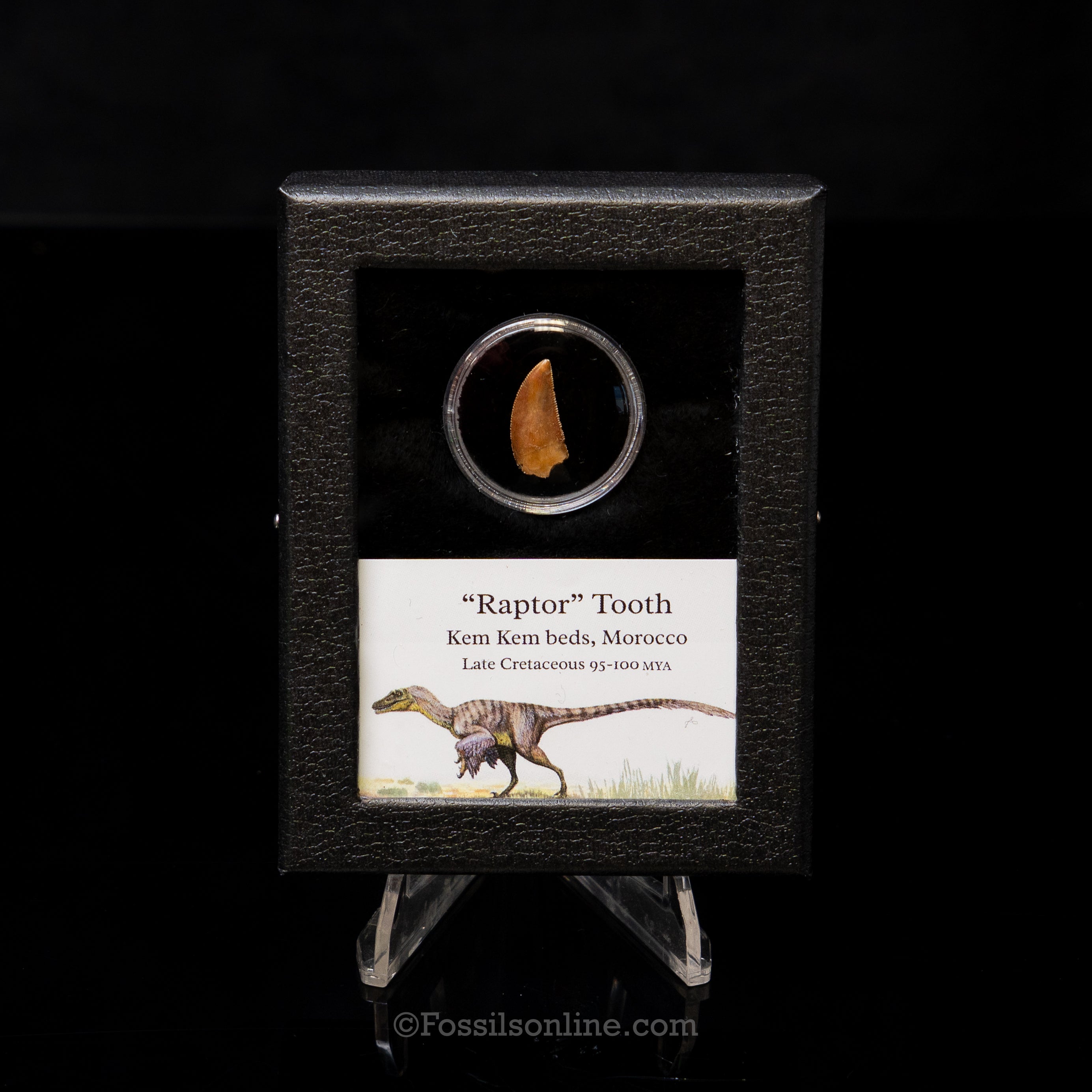 Choice Theropod Dinosaur Tooth "Raptor" in a sm display case