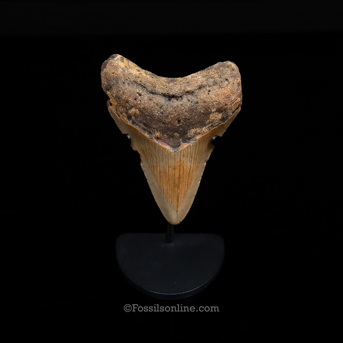 Genuine Prehistoric Fossil Tooth — Meg 3.62", North Carolina