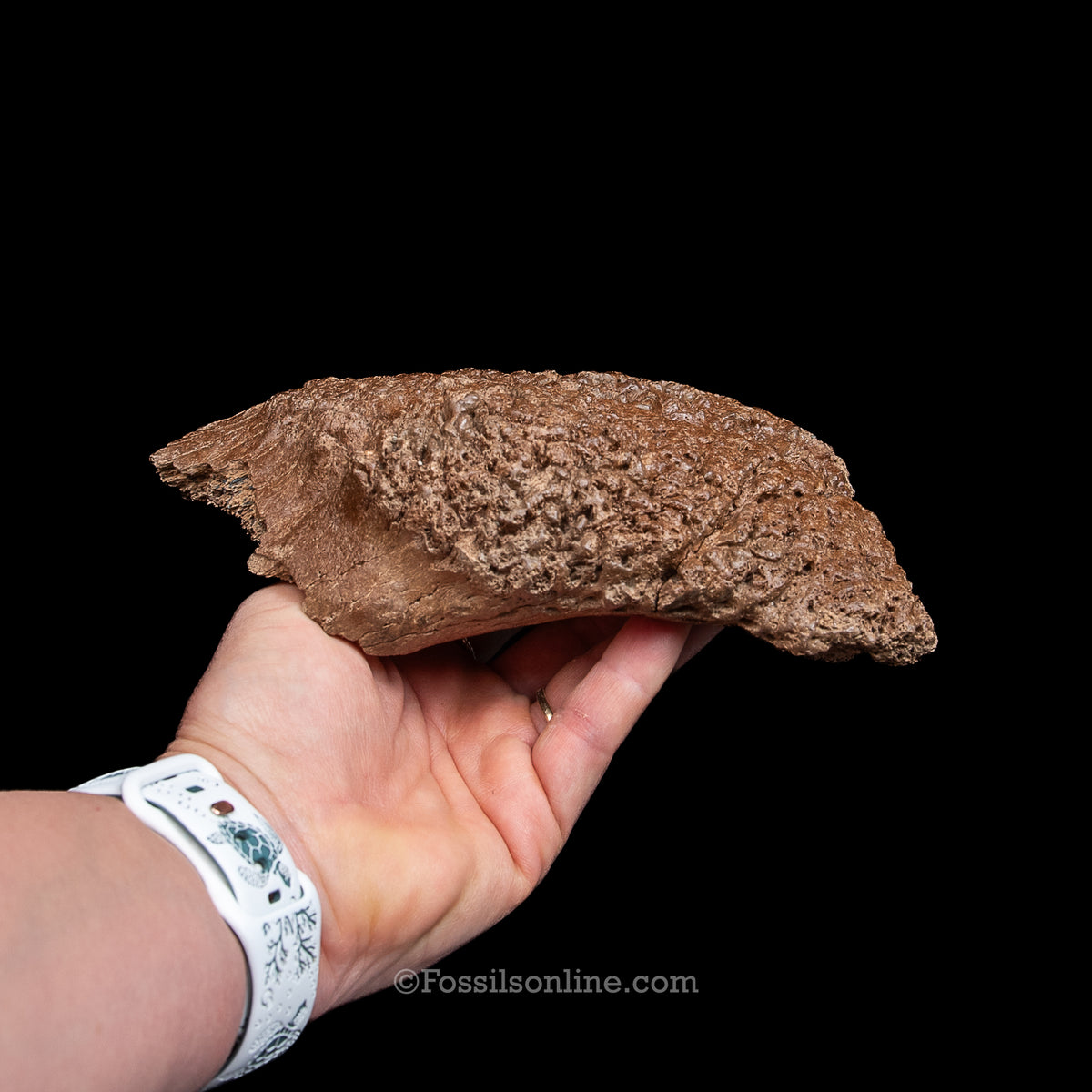 Woolly Rhino Snout