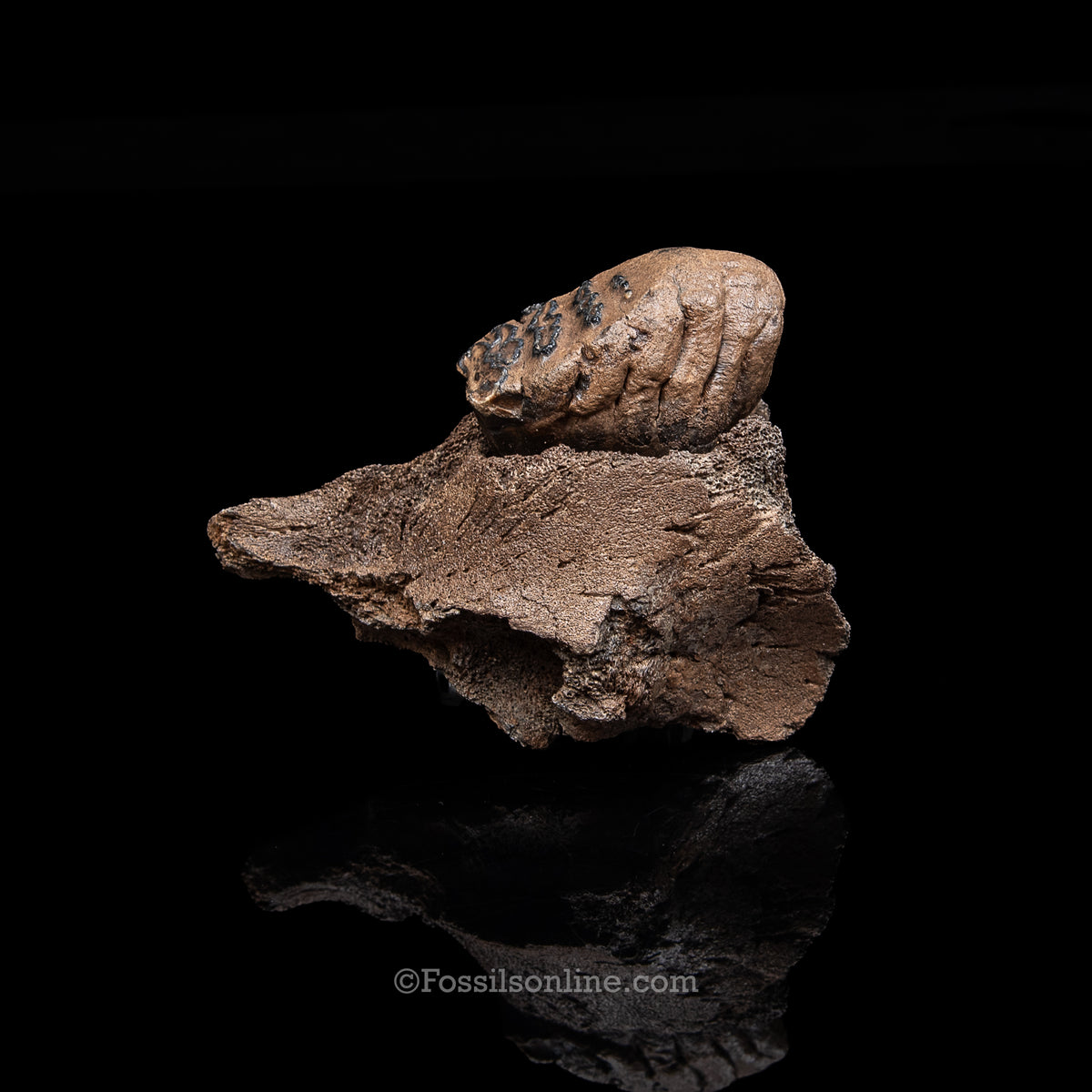 Juvenile Woolly Mammoth  Molar in Maxilla Fragment