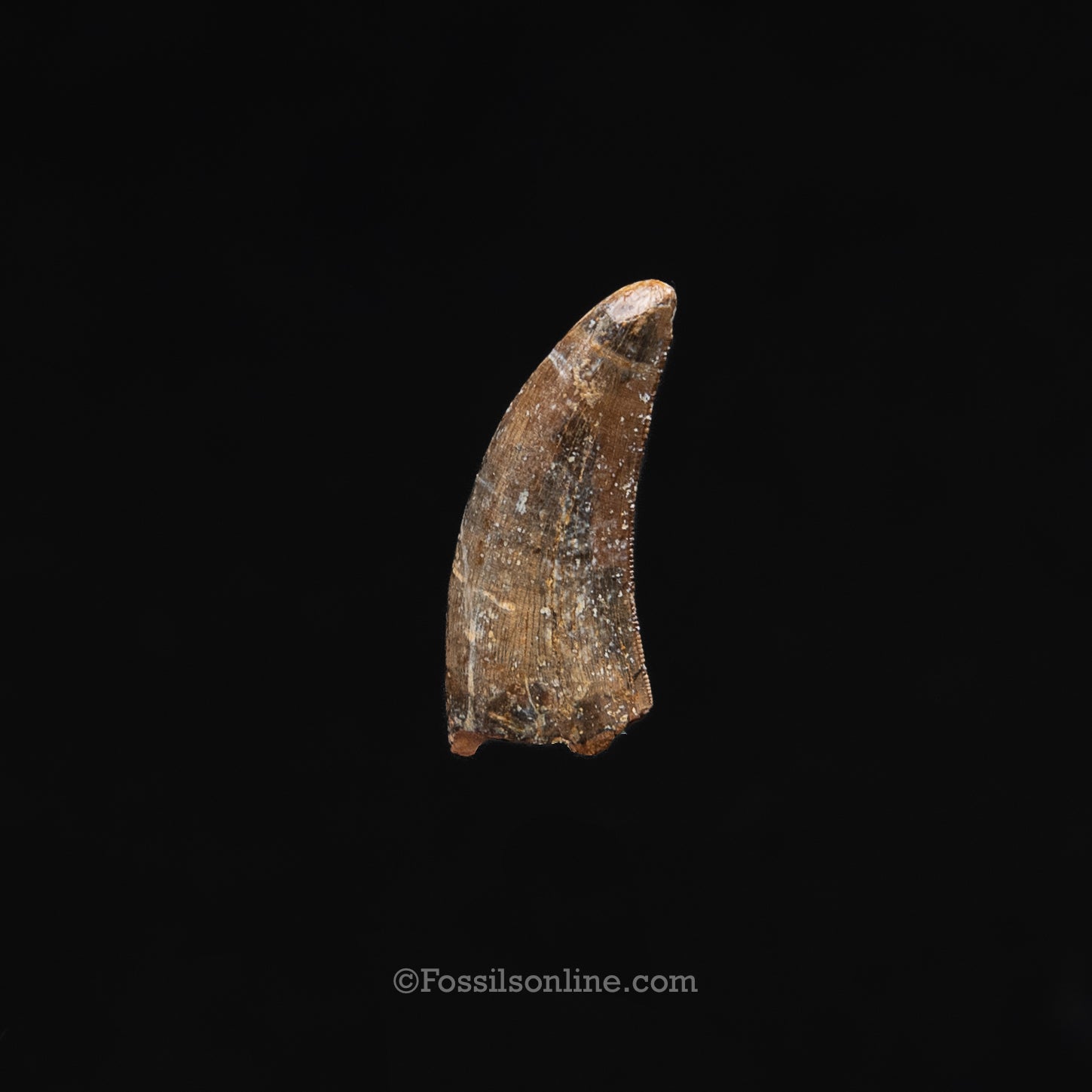 Authentic Nanotyrannus Tooth in a Case Lance Formation, Wyoming