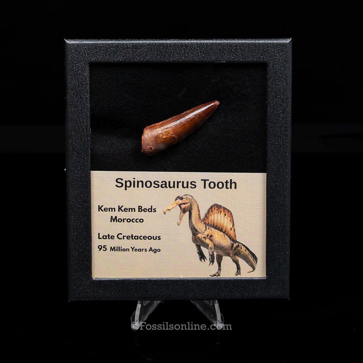 Spinosaurus Dinosaur Tooth Med Case