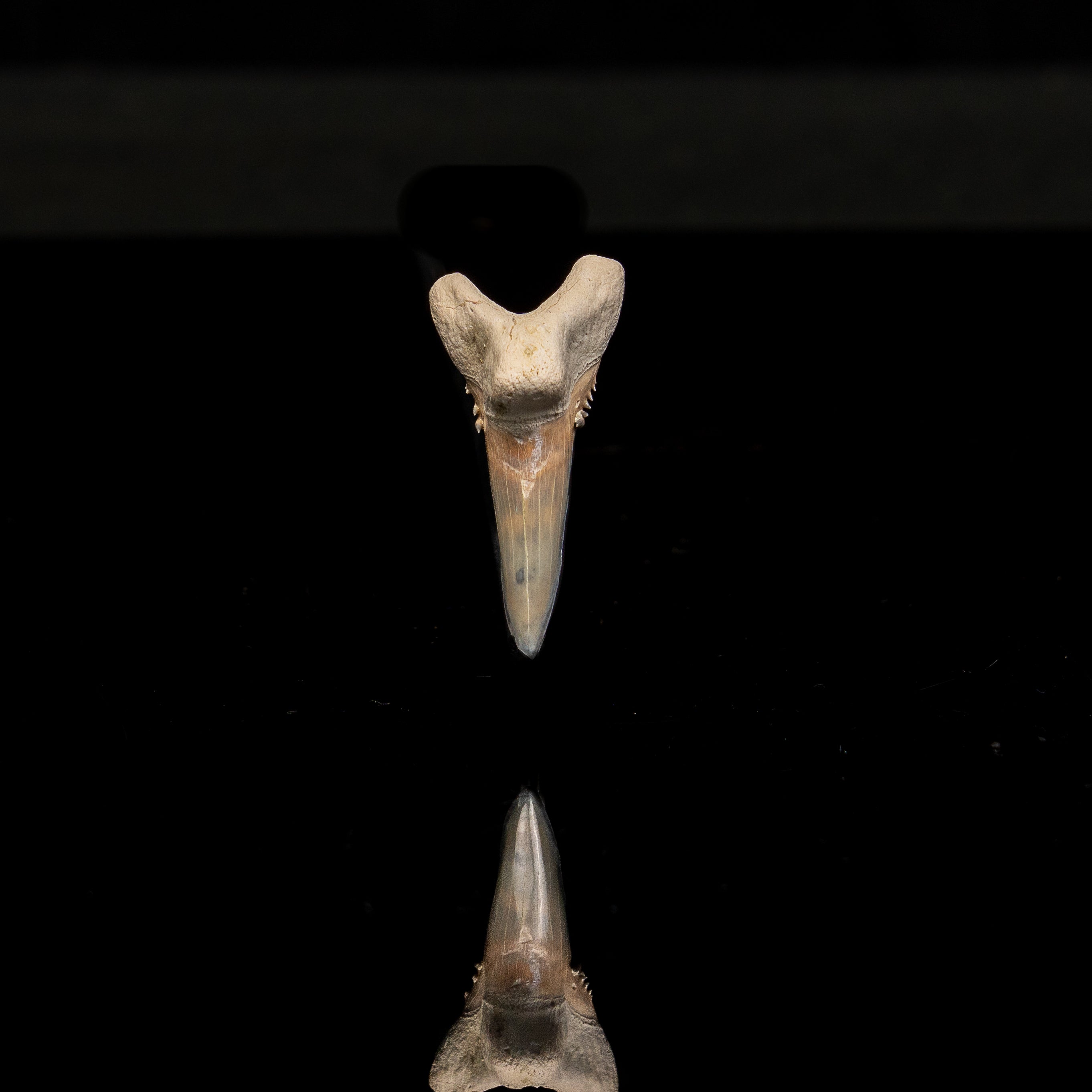 Pristine Bone Valley Hemipristis 1.45"