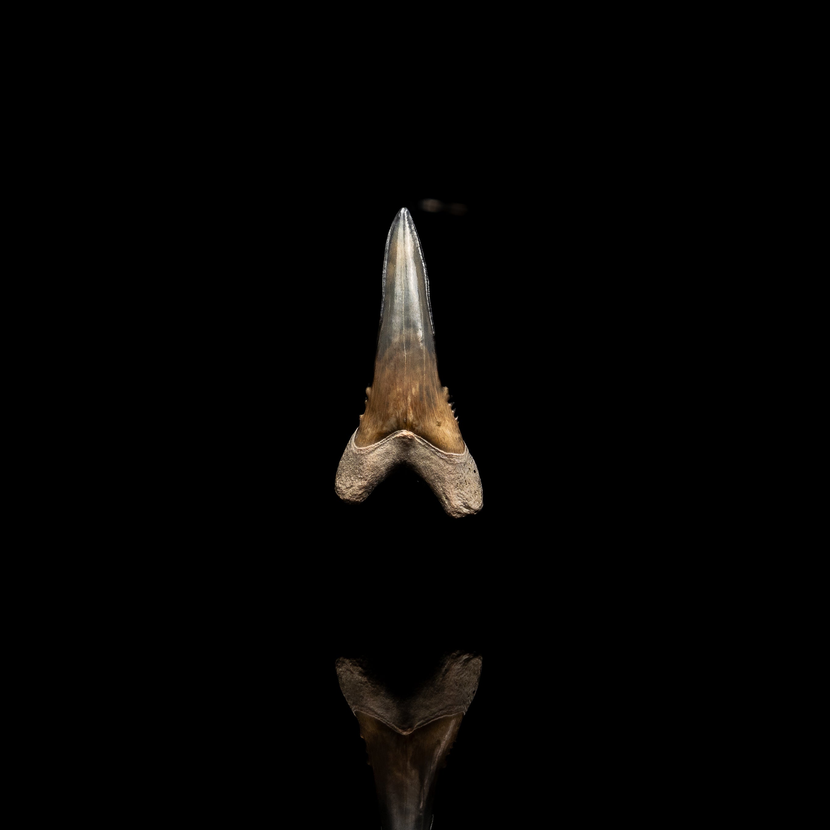 Pristine Bone Valley Hemipristis 1.45"