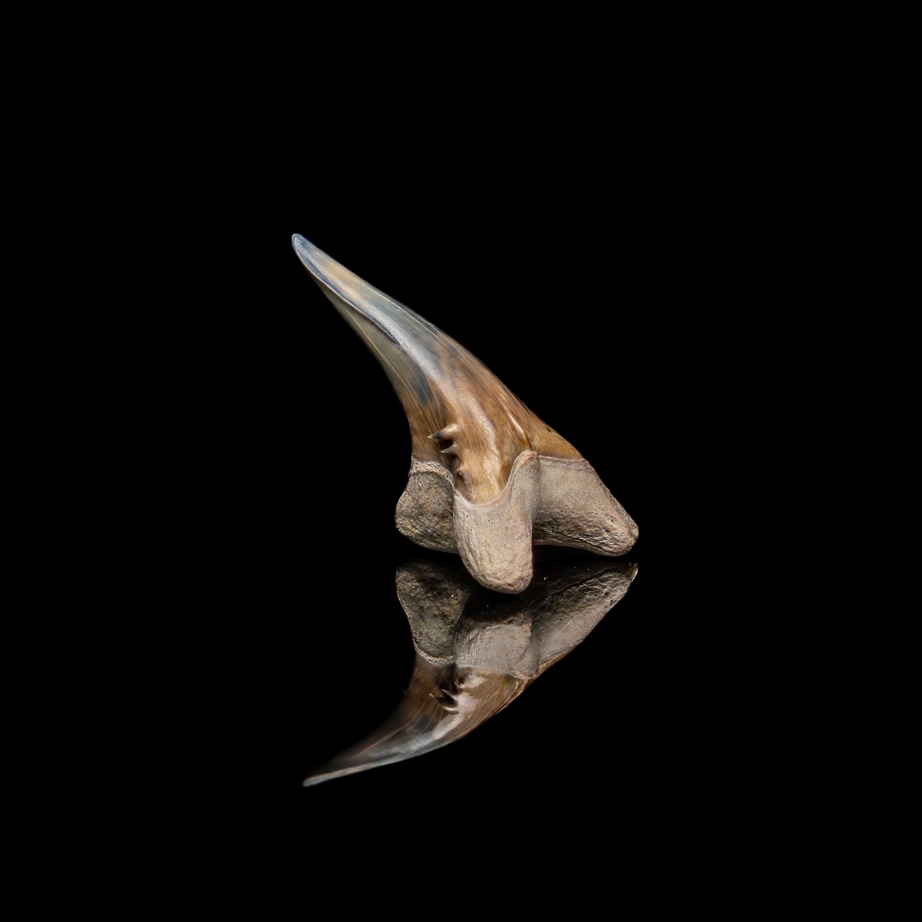 Pristine Bone Valley Hemipristis 1.45"