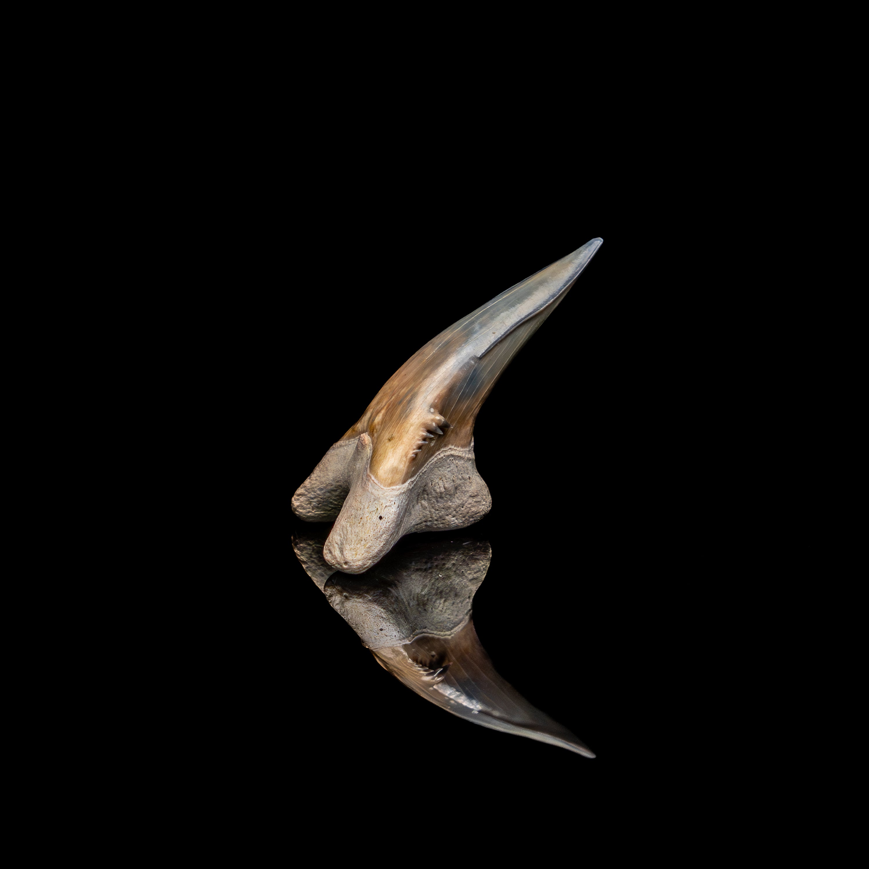 Pristine Bone Valley Hemipristis 1.45"