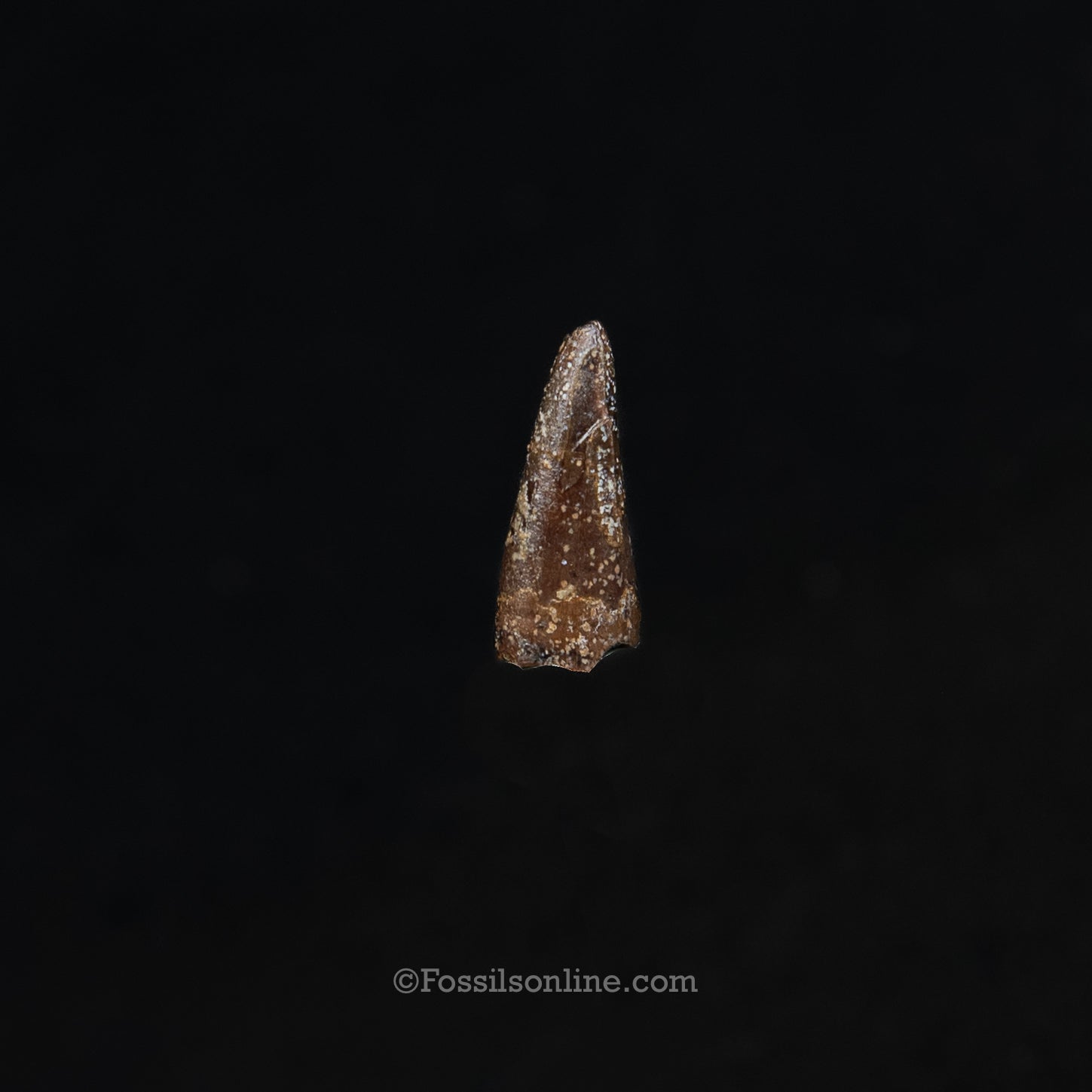 Authentic Nanotyrannus Premax tooth in a Case Lance Formation, Wyoming