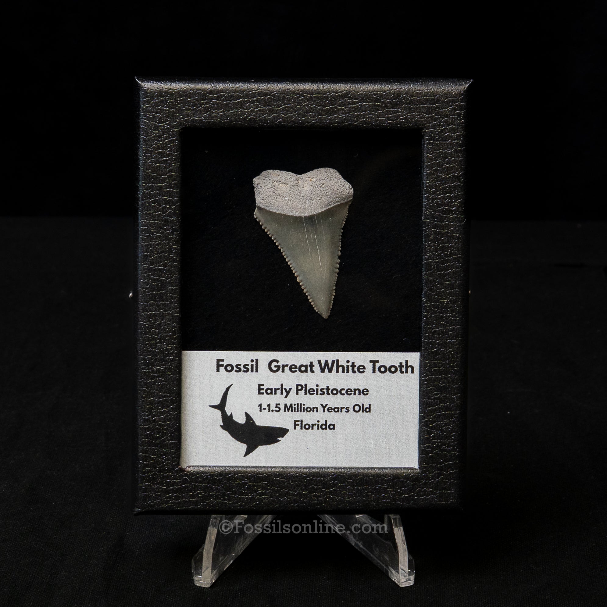Florida Fossil Great White Tooth in Display Case