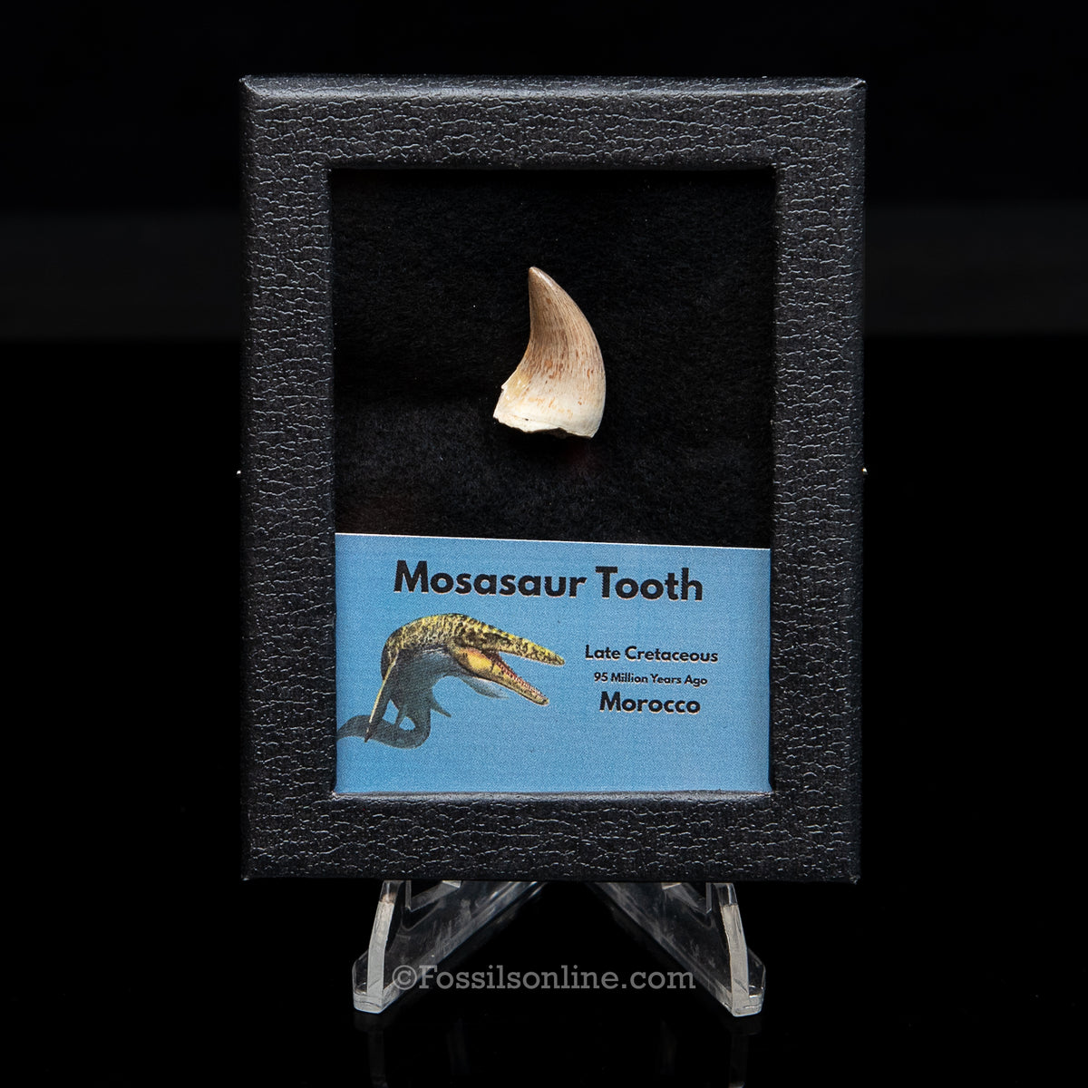 Mosasaur Tooth in sm case