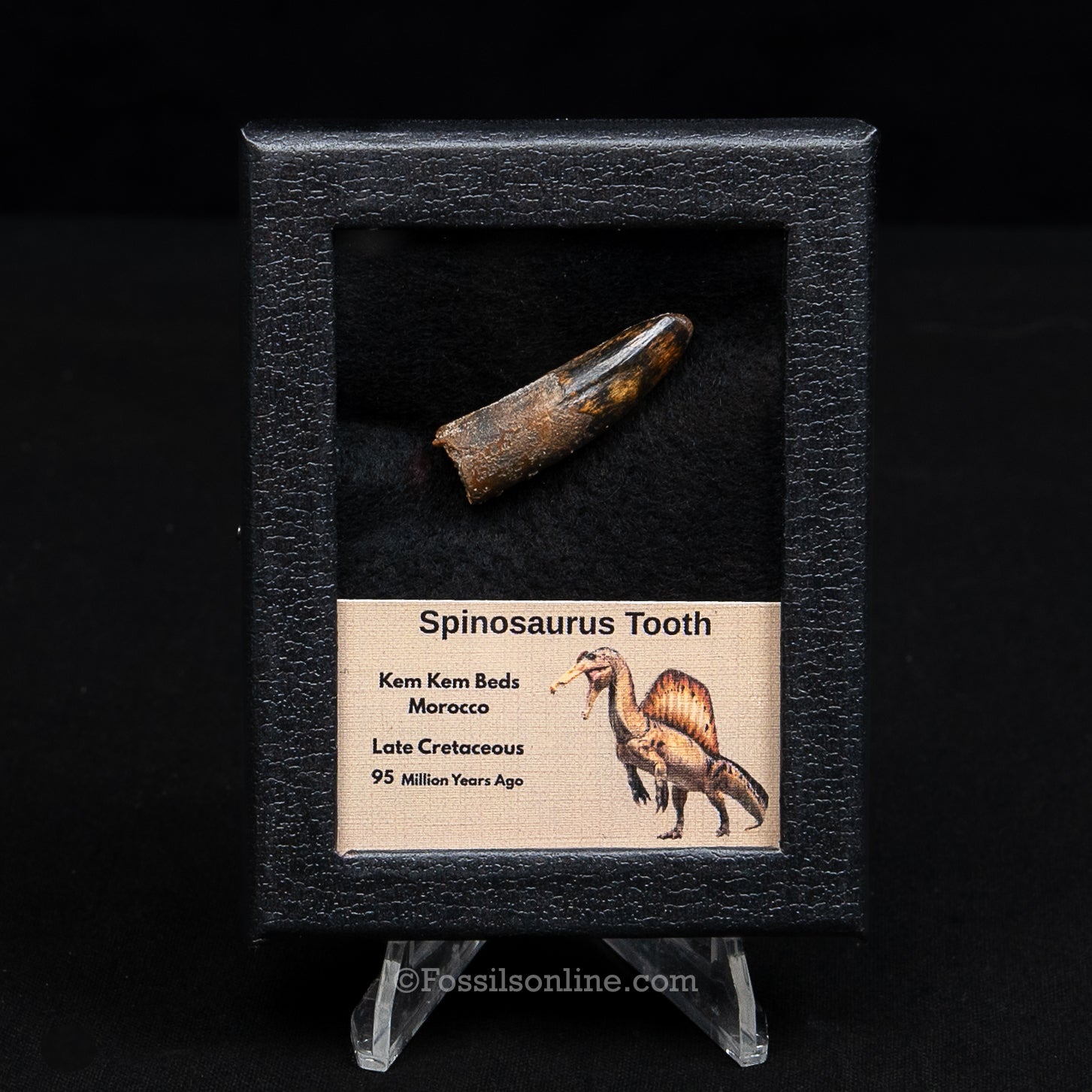 Spinosaurus Dinosaur Tooth Sm Case
