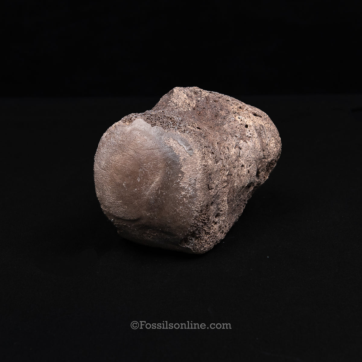Pleistocene Columbian Mammoth Toe Bone FL