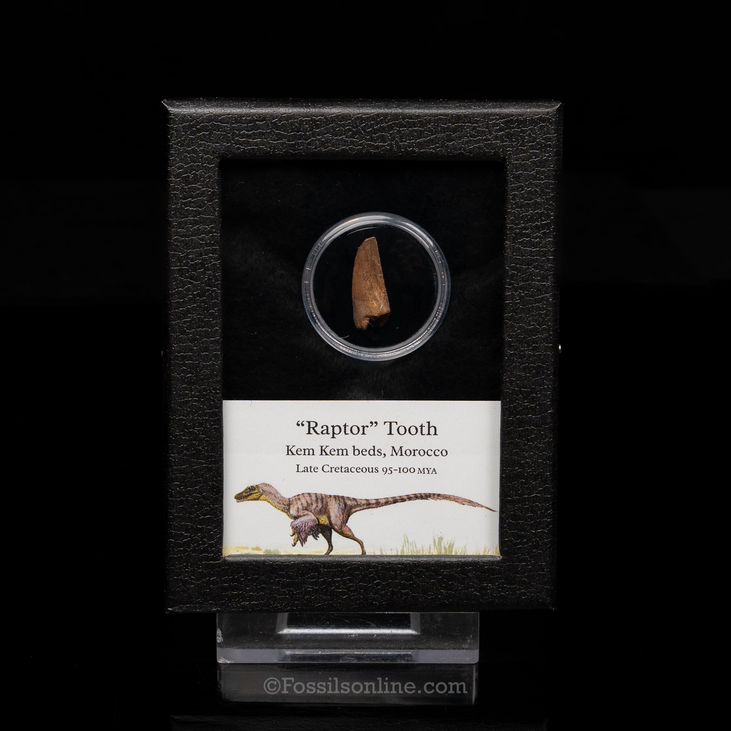 Theropod Dinosaur Tooth "Raptor" in a sm display case